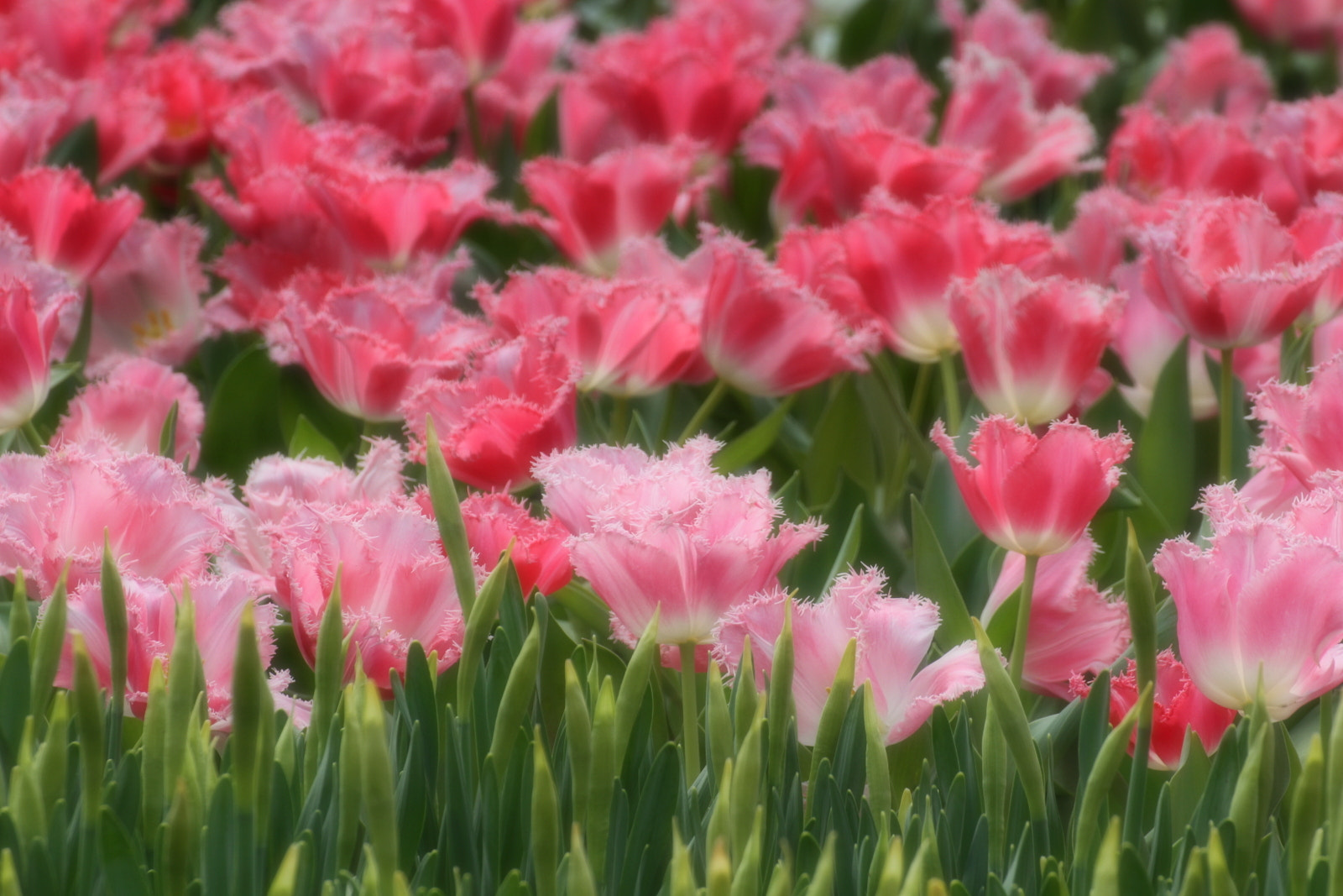 Canon EOS 7D + Tamron SP 70-300mm F4-5.6 Di VC USD sample photo. Pink tulips blossom photography