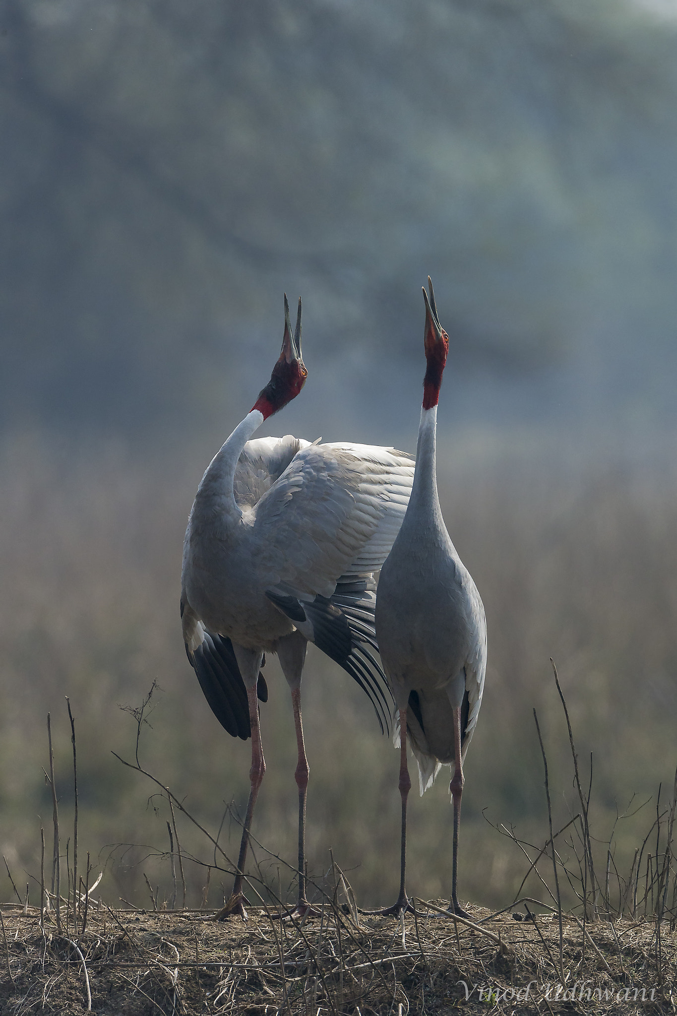 Canon EOS-1D X + Canon EF 800mm F5.6L IS USM sample photo. The song of the sarus photography