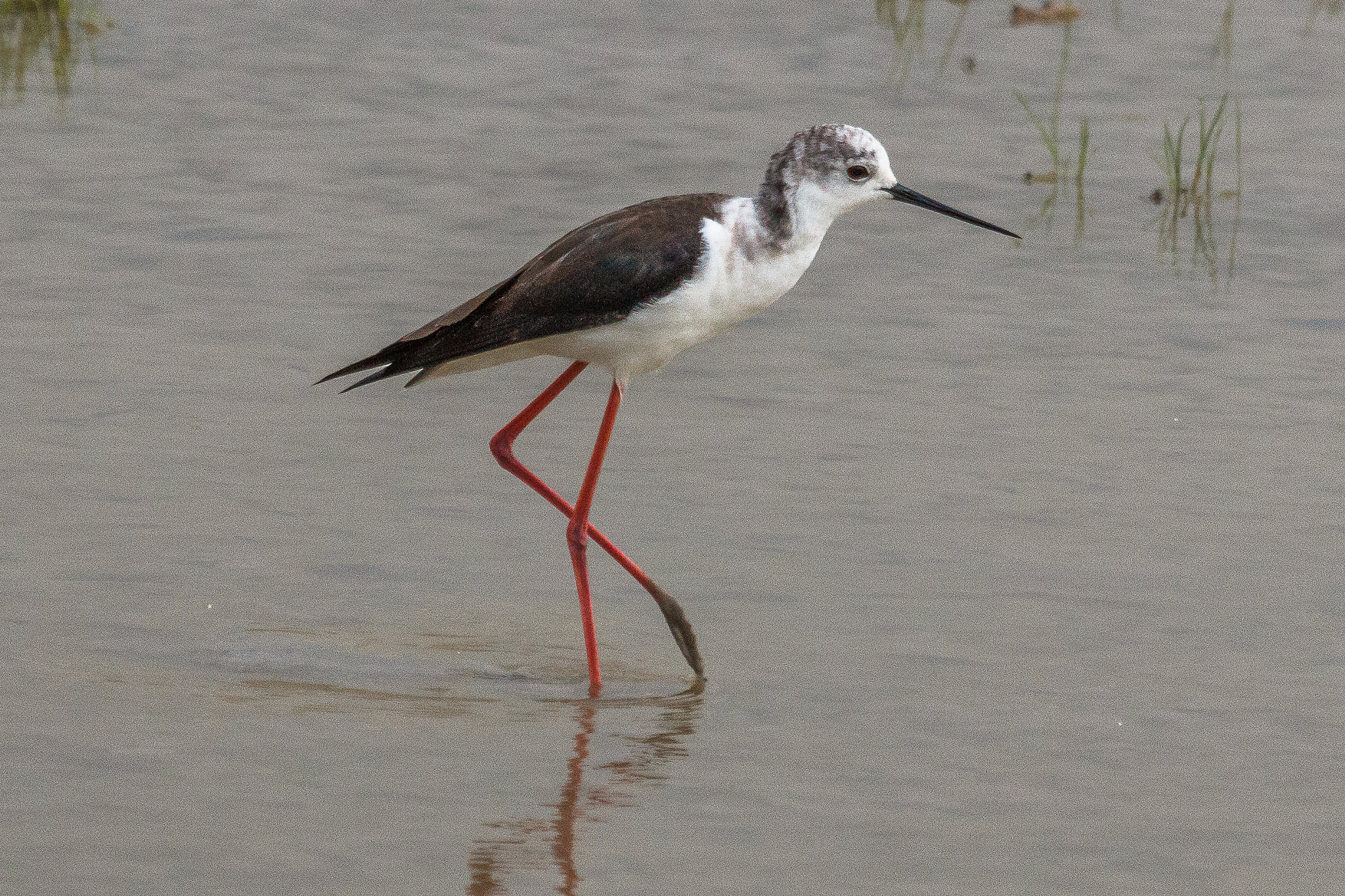 Canon EOS 60D + Canon EF 100-400mm F4.5-5.6L IS USM sample photo. Black-winged stilt photography