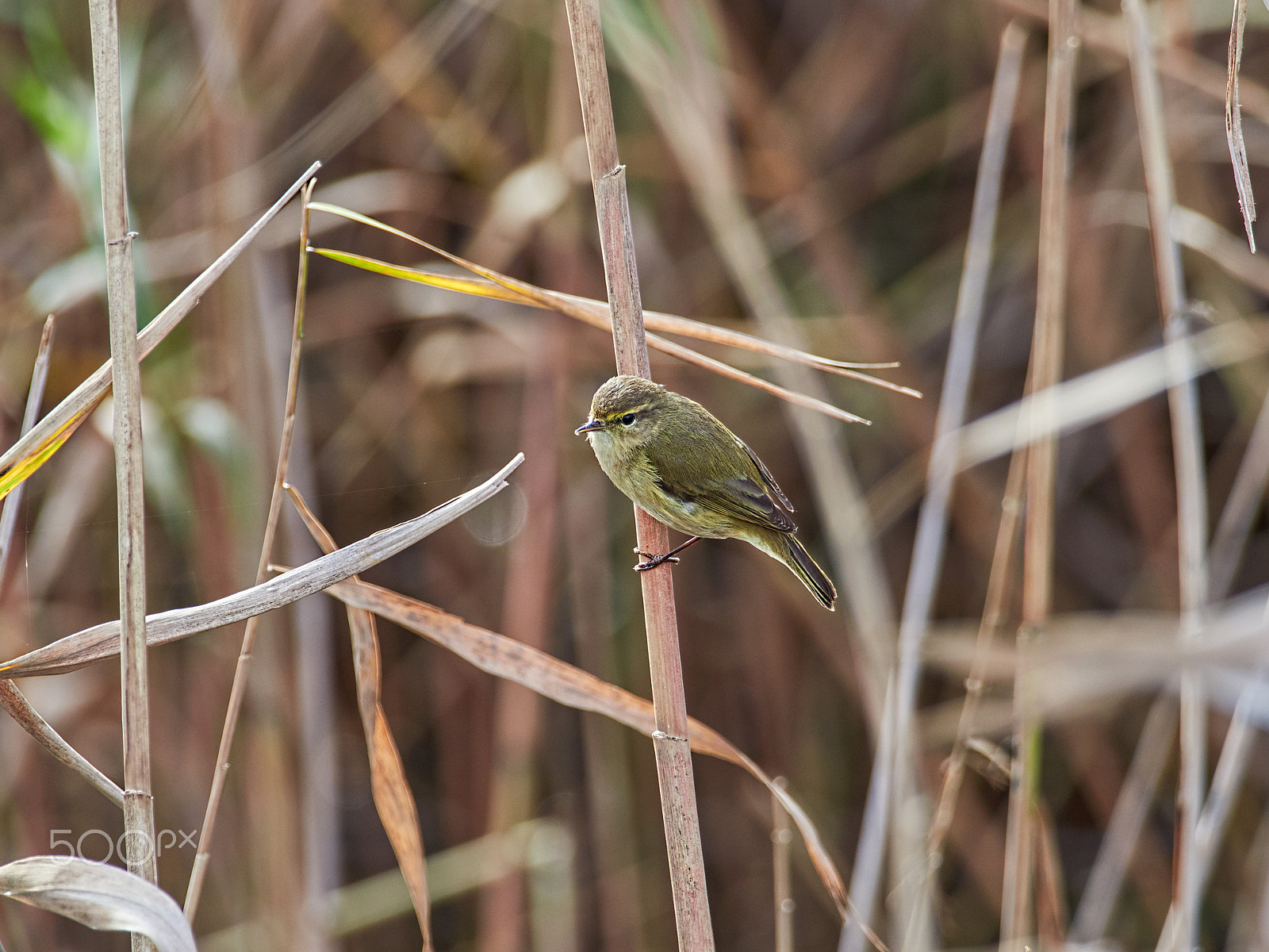 M.300mm F4.0 + MC-14 sample photo. Phylloscopus trochilus photography