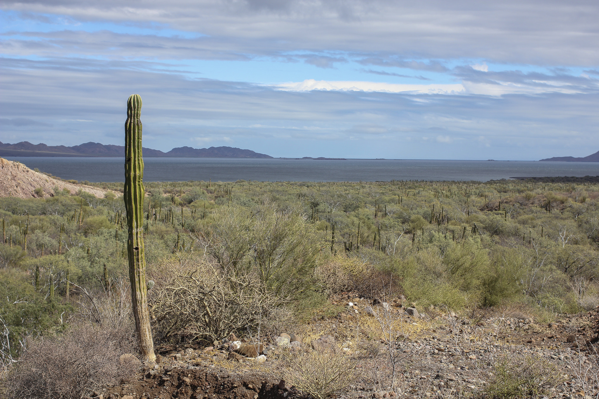 Canon EOS 60D + Canon EF 40mm F2.8 STM sample photo. Cactus photography