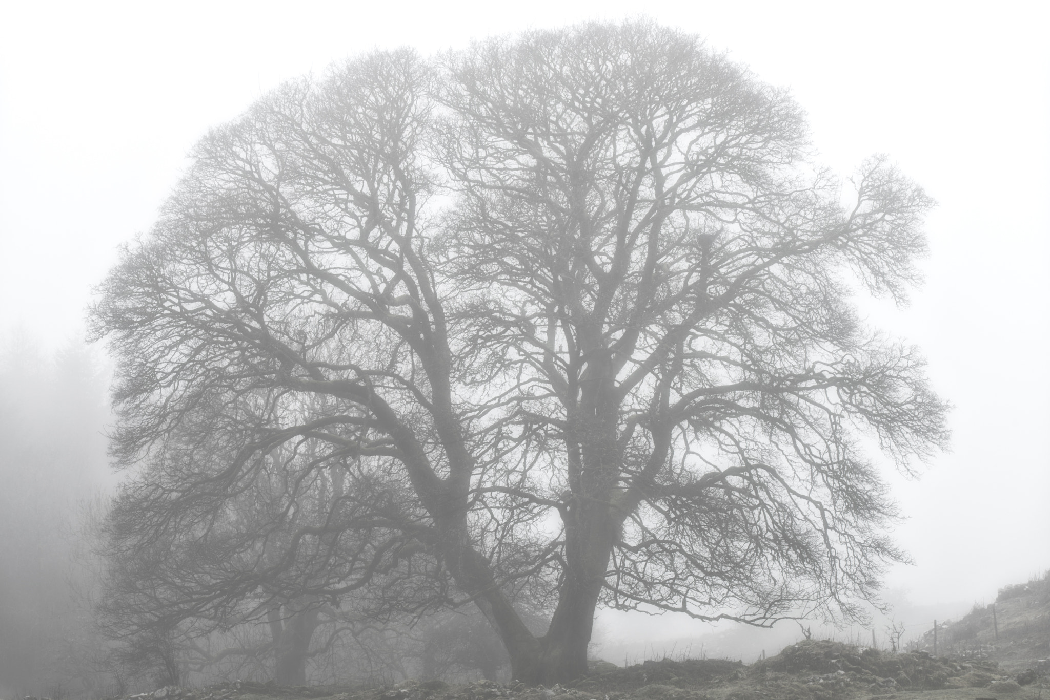 Sigma 150-600mm F5-6.3 DG OS HSM | C sample photo. Cold foggy evening photography