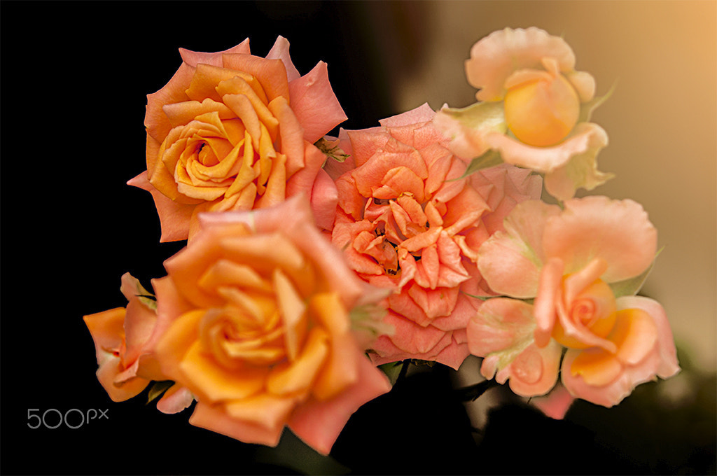 Nikon AF-S Micro-Nikkor 60mm F2.8G ED sample photo. Rosas no jardim photography