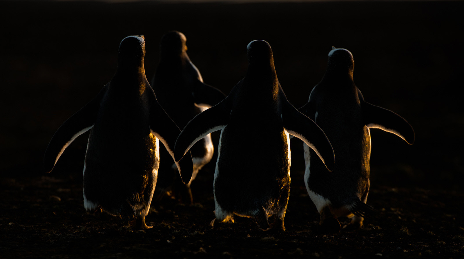 Nikon D800 sample photo. Gentoo penguins at last light photography