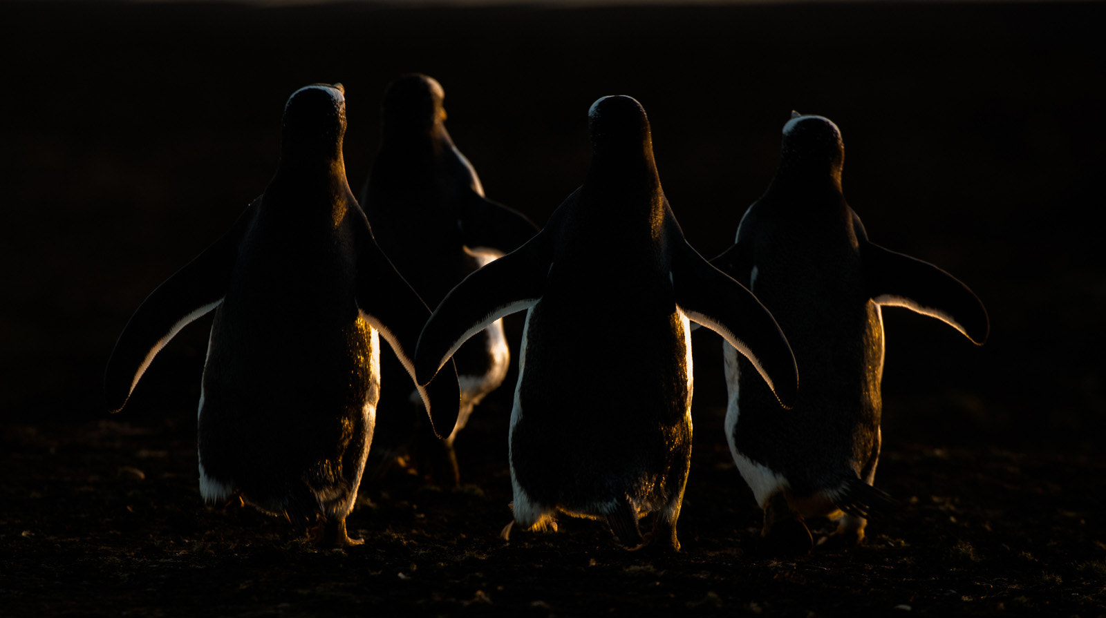 Nikon AF-S Nikkor 200-400mm F4G ED-IF VR sample photo. Gentoo penguins at last light photography