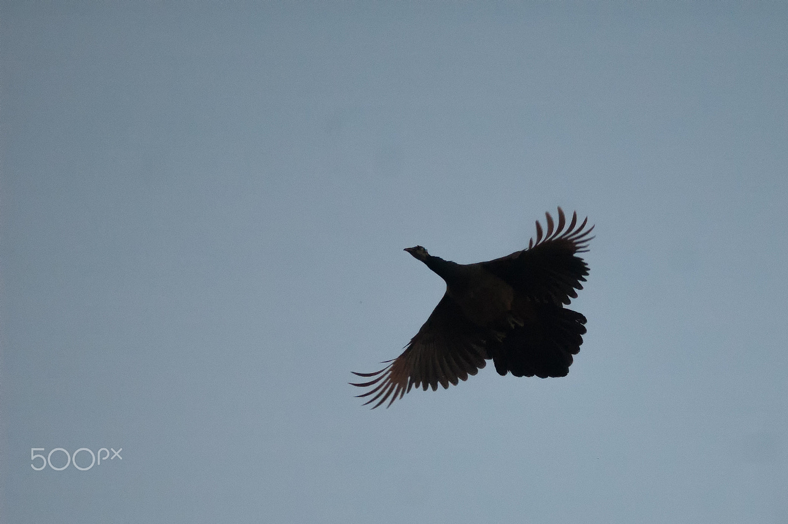 Nikon D70 sample photo. The royal flight photography