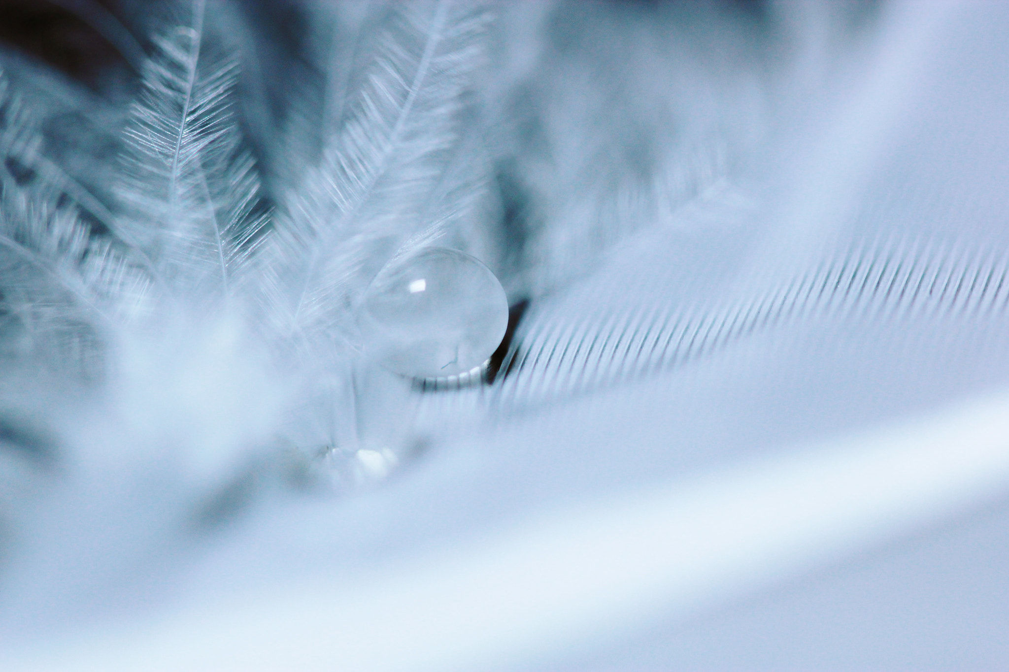 Canon EF 100mm F2.8 Macro USM sample photo. A water droplet on a white feather photography