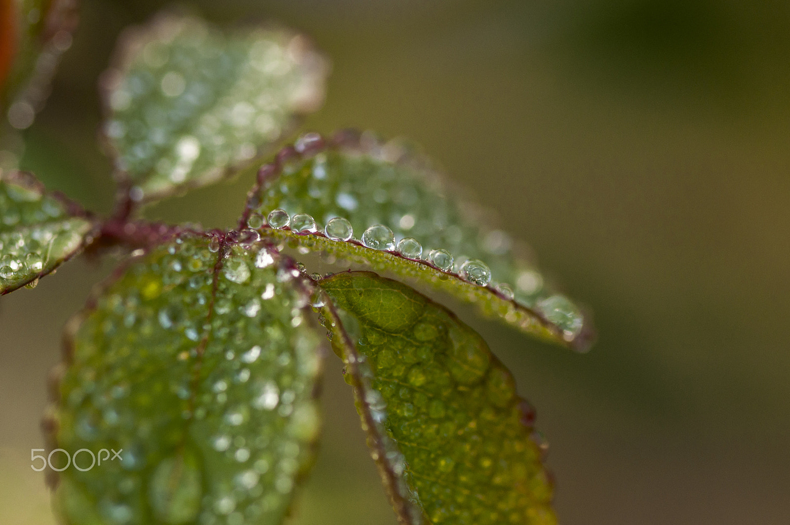 Nikon D90 sample photo. Wet rose leaf photography