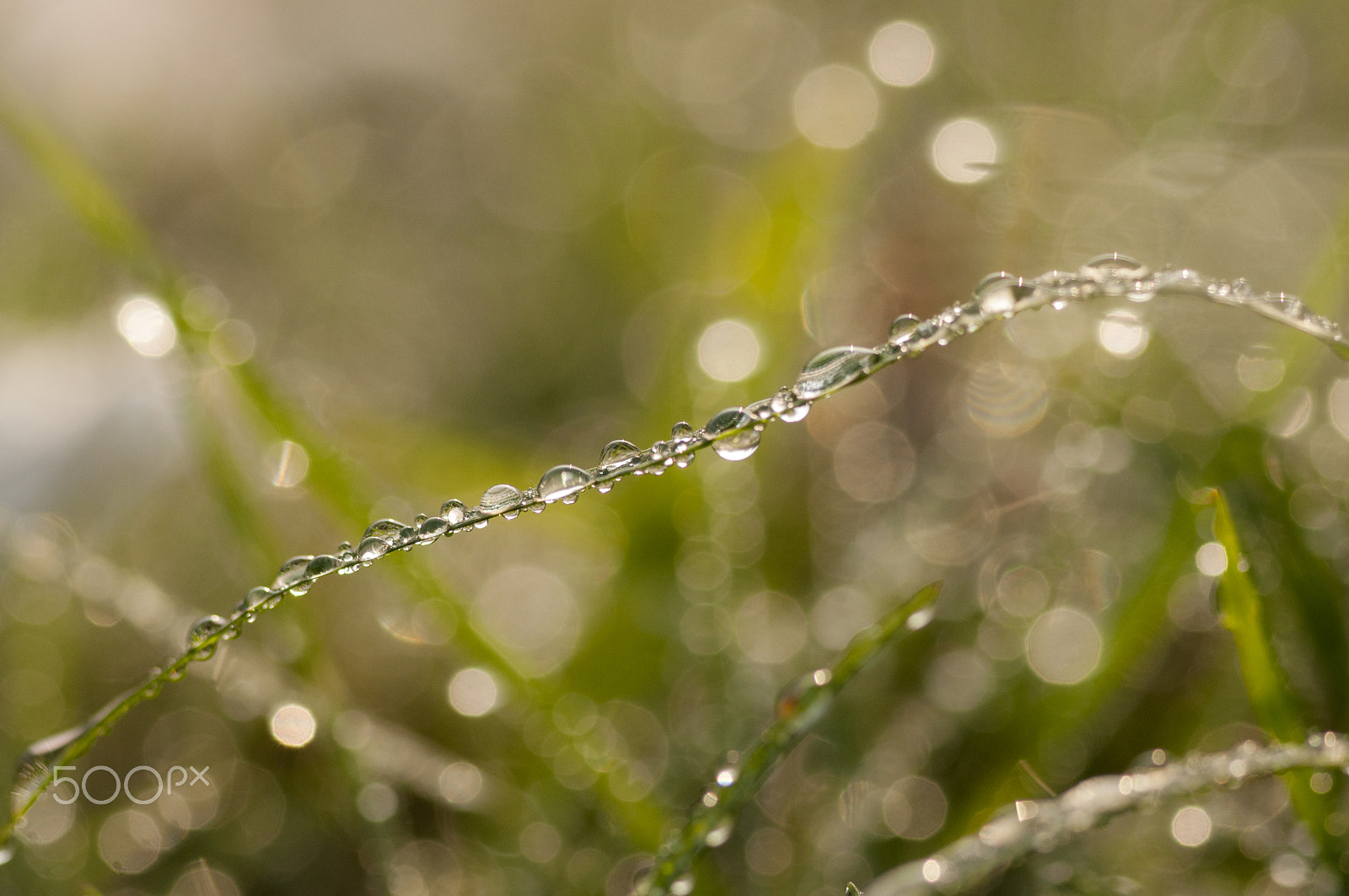 Nikon D90 sample photo. Morning dew droplets on a grass.. photography