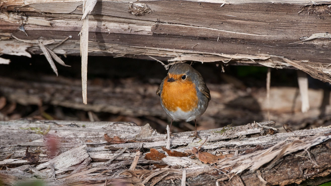 Nikon D3X sample photo. Rouge gorge photography