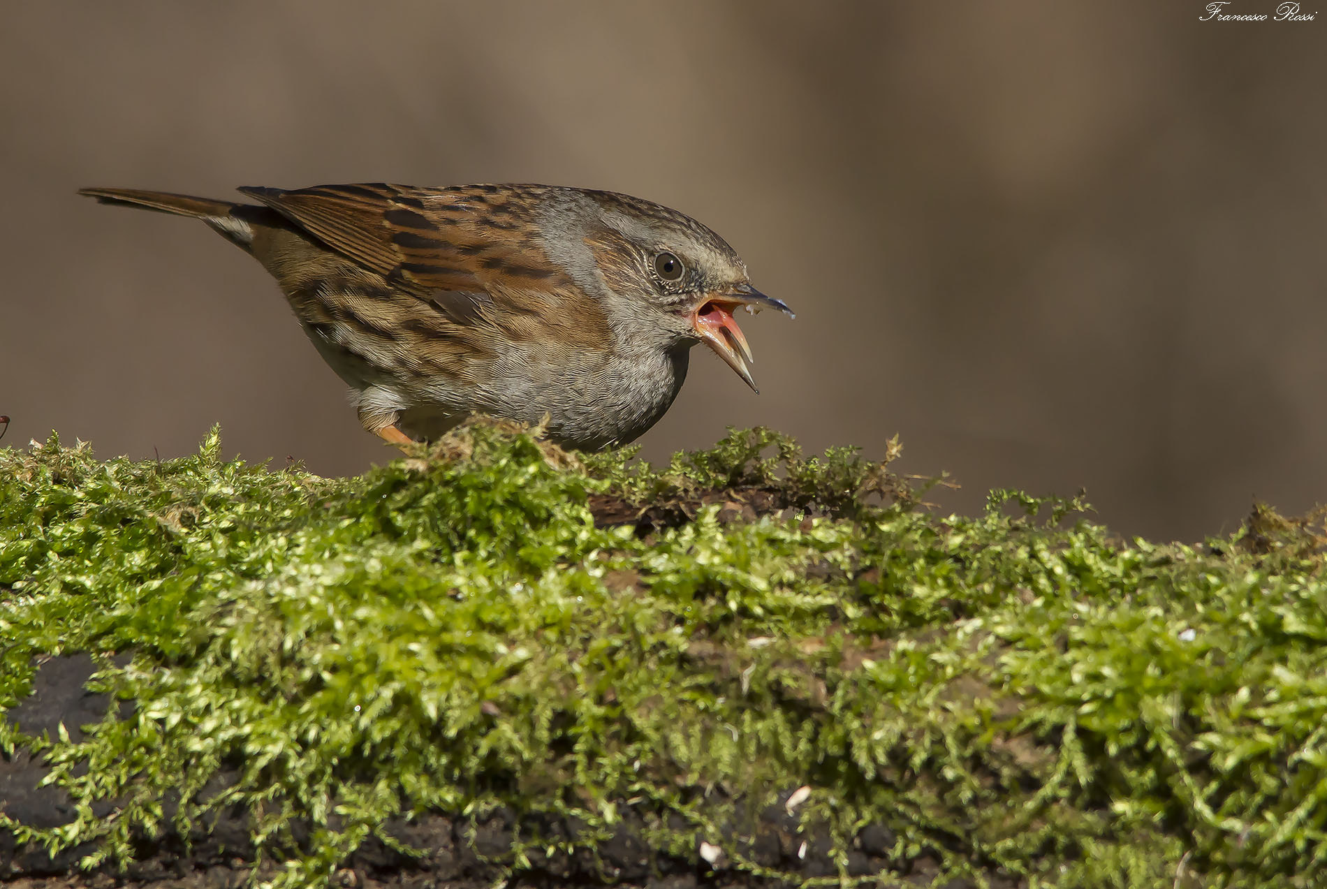 Sigma 150-500mm F5-6.3 DG OS HSM sample photo. Dunnock, passera scopaiola  photography