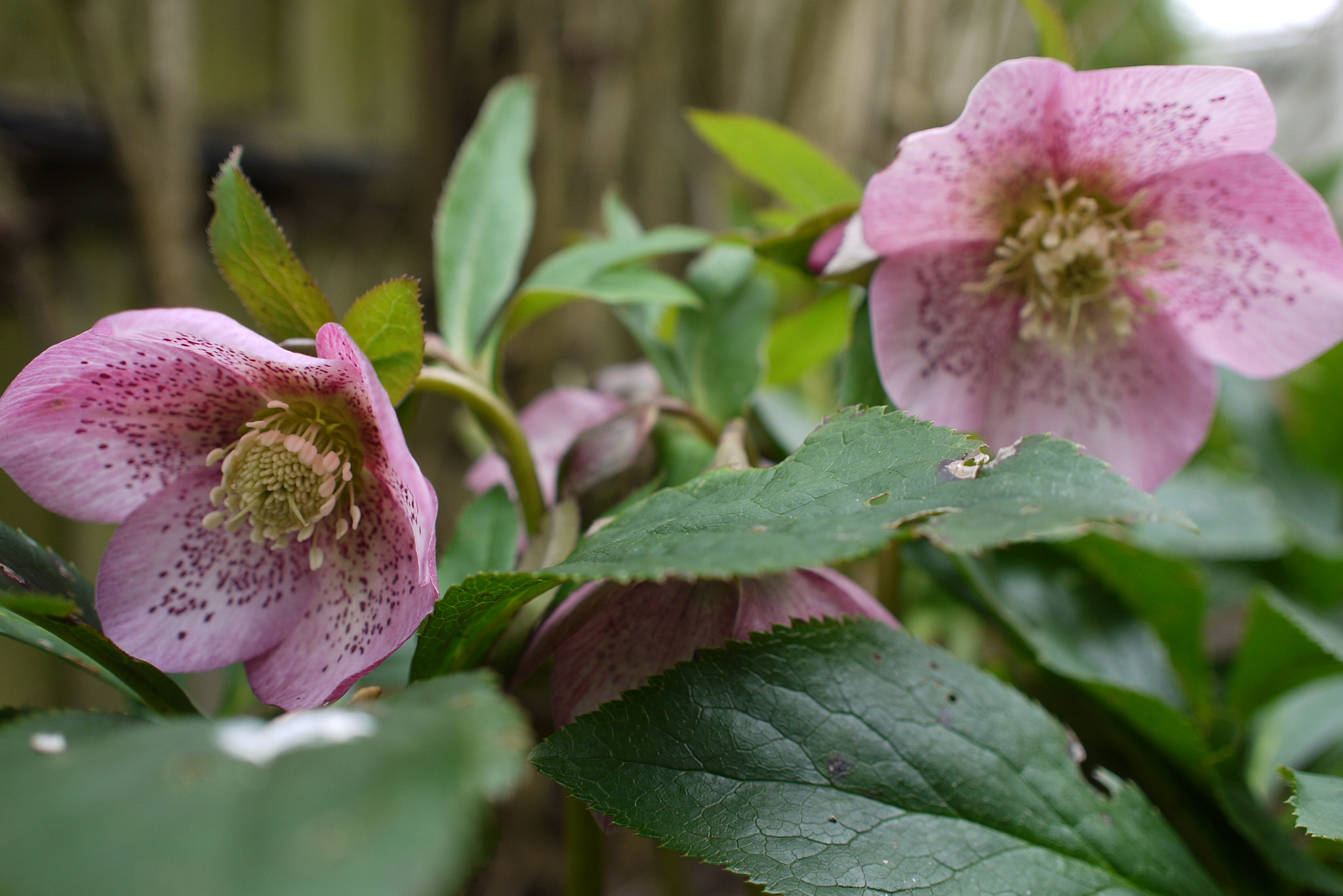 Panasonic Lumix DMC-G10 sample photo. Pink hellaborum photography