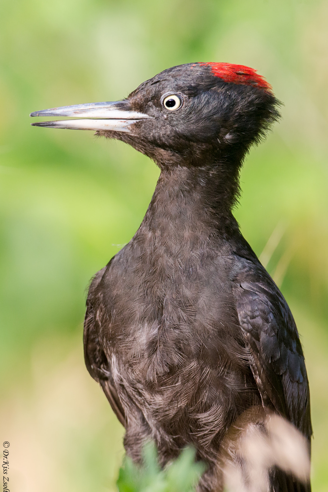 Canon EOS-1D X + Canon EF 500mm F4L IS USM sample photo. Black woodpecker photography