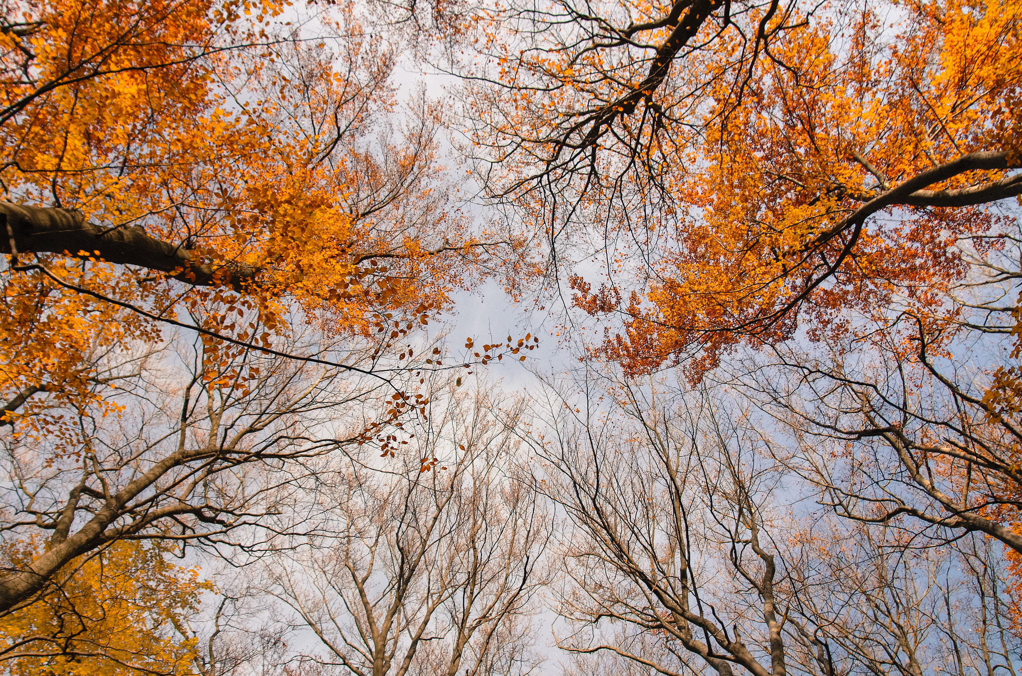 Pentax K-50 + Sigma AF 10-20mm F4-5.6 EX DC sample photo. Autumn colours photography