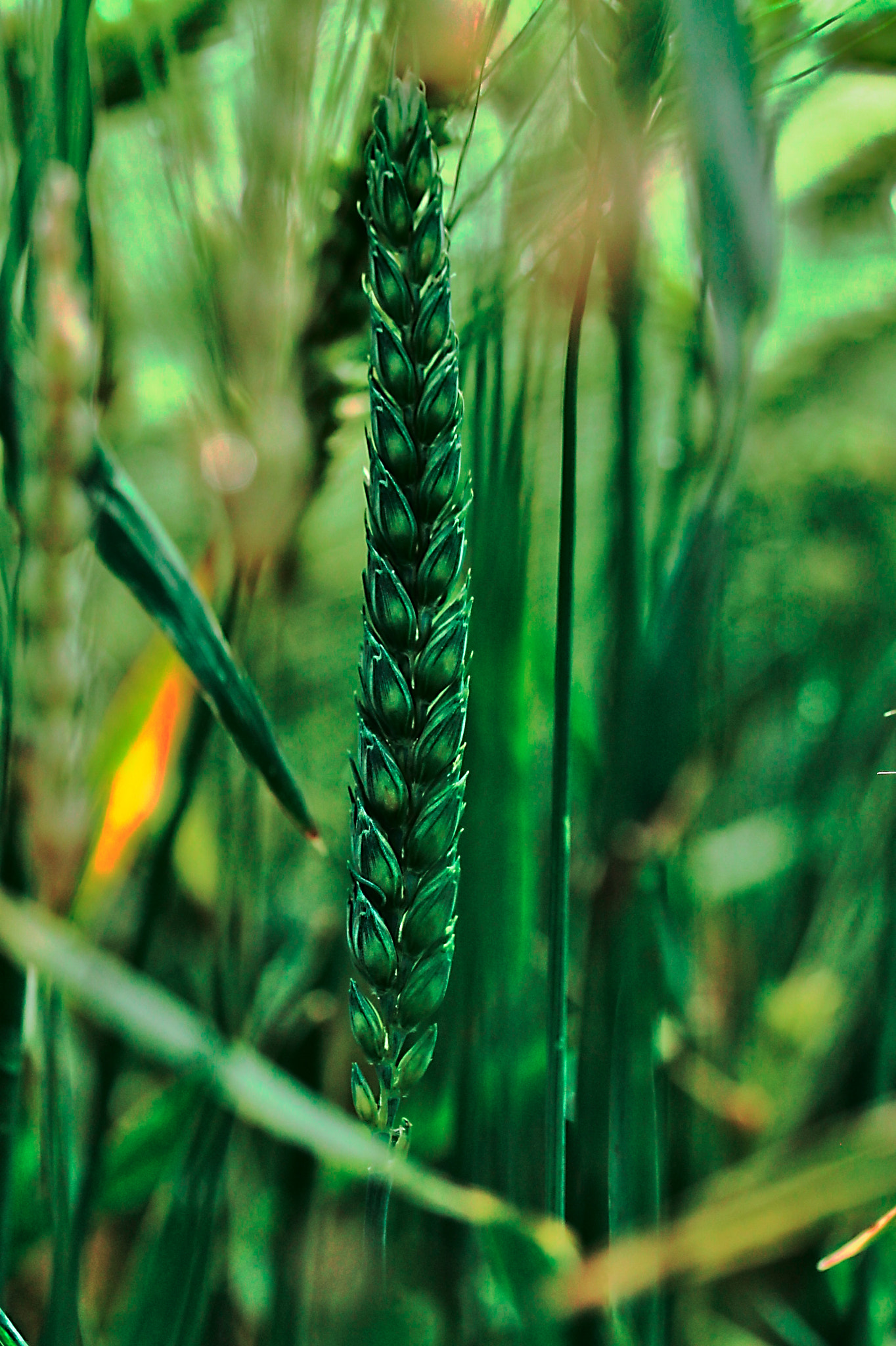 Canon EF-S 60mm F2.8 Macro USM sample photo. Wheat photography