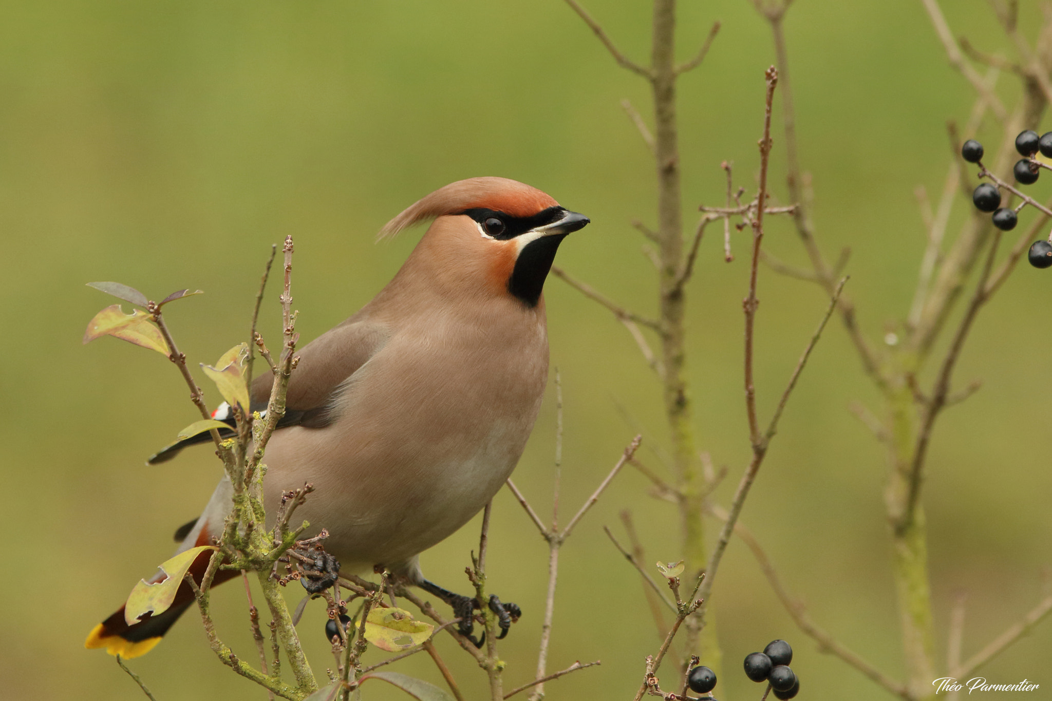 Canon EOS 7D Mark II sample photo. Bohemian waxwing / jaseur boréal photography