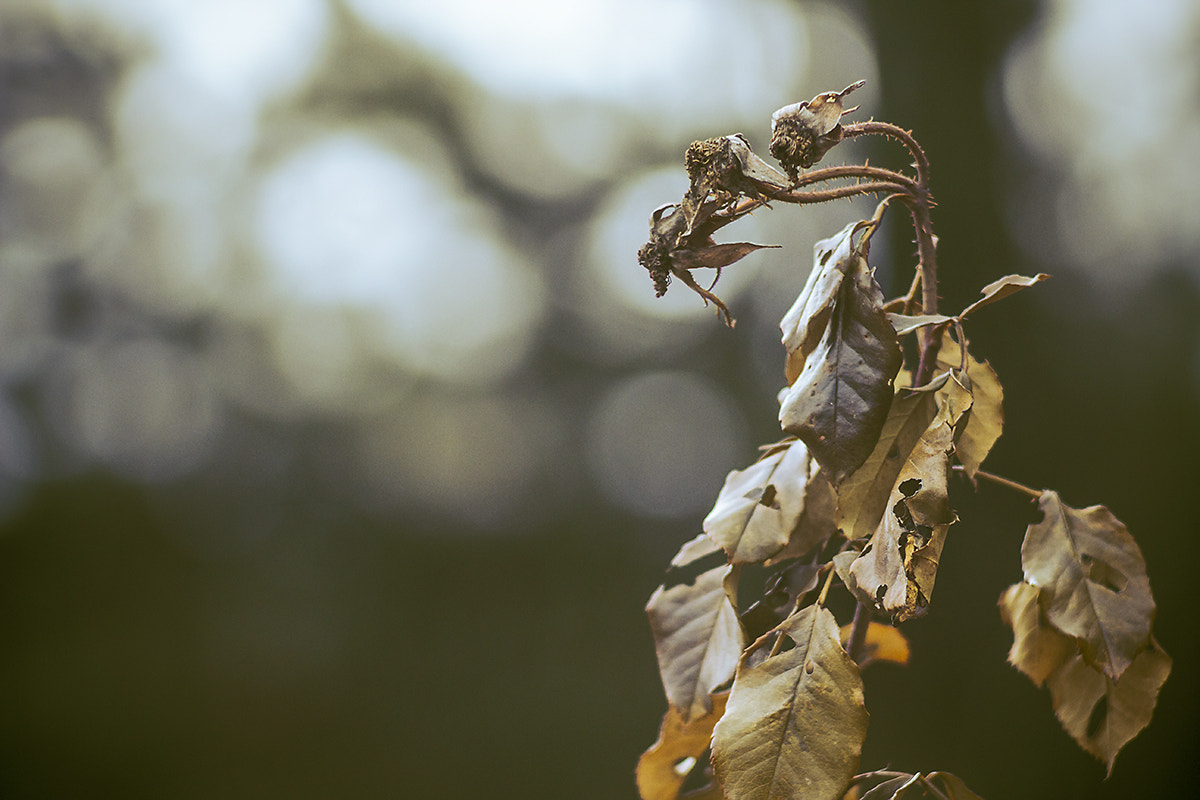 Canon EF 35-80mm f/4-5.6 sample photo. Waiting for spring photography