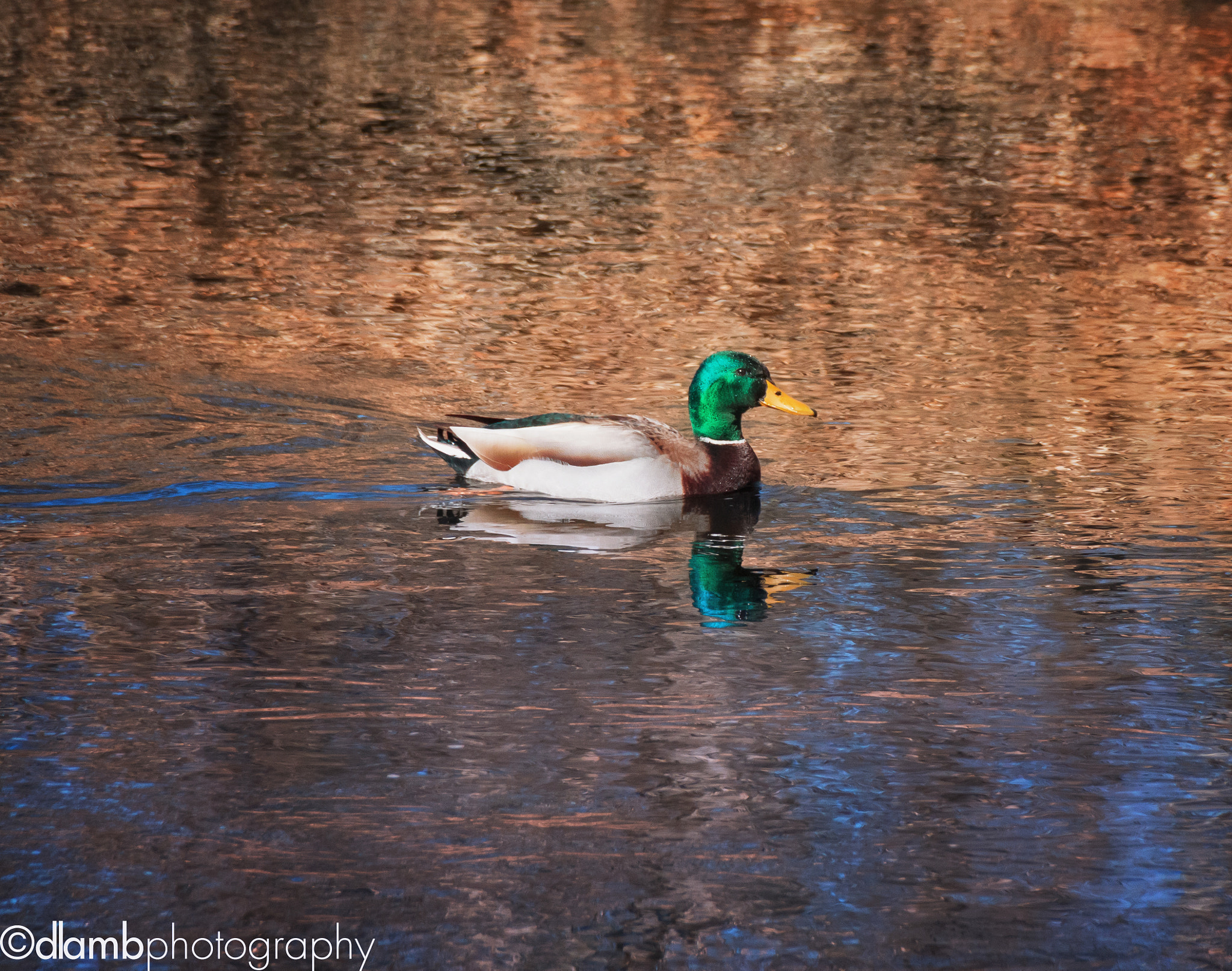 Canon EOS 70D sample photo. Swimming duck photography