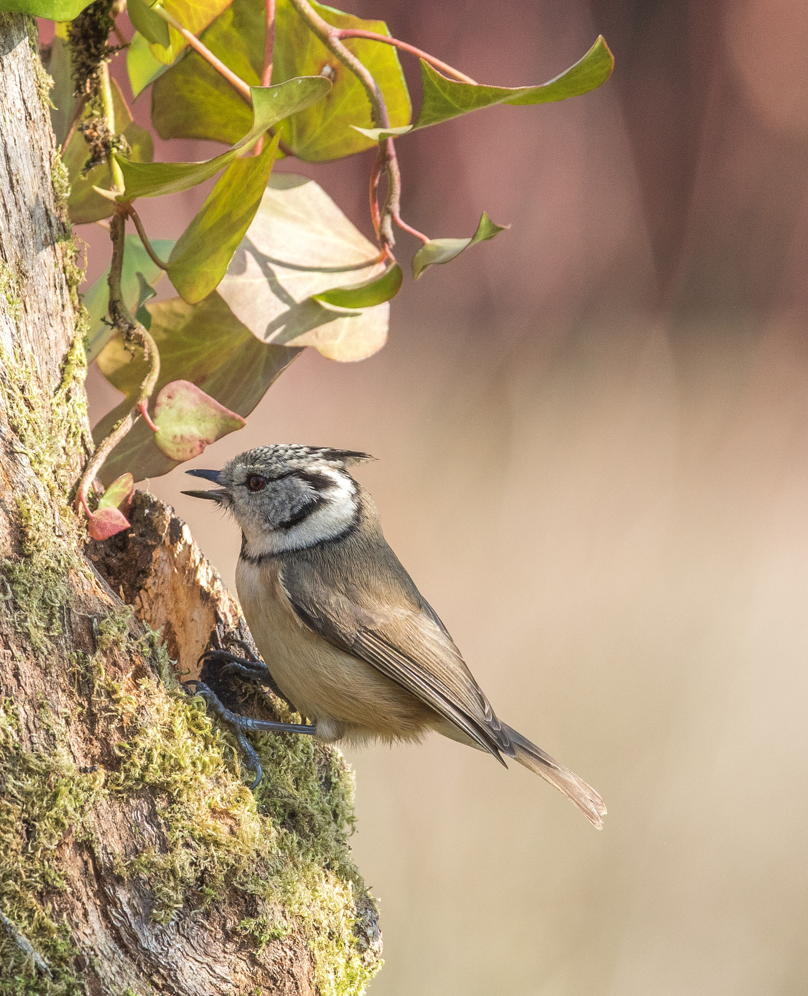 Canon EF 300mm F2.8L IS II USM sample photo. Mésange huppée photography