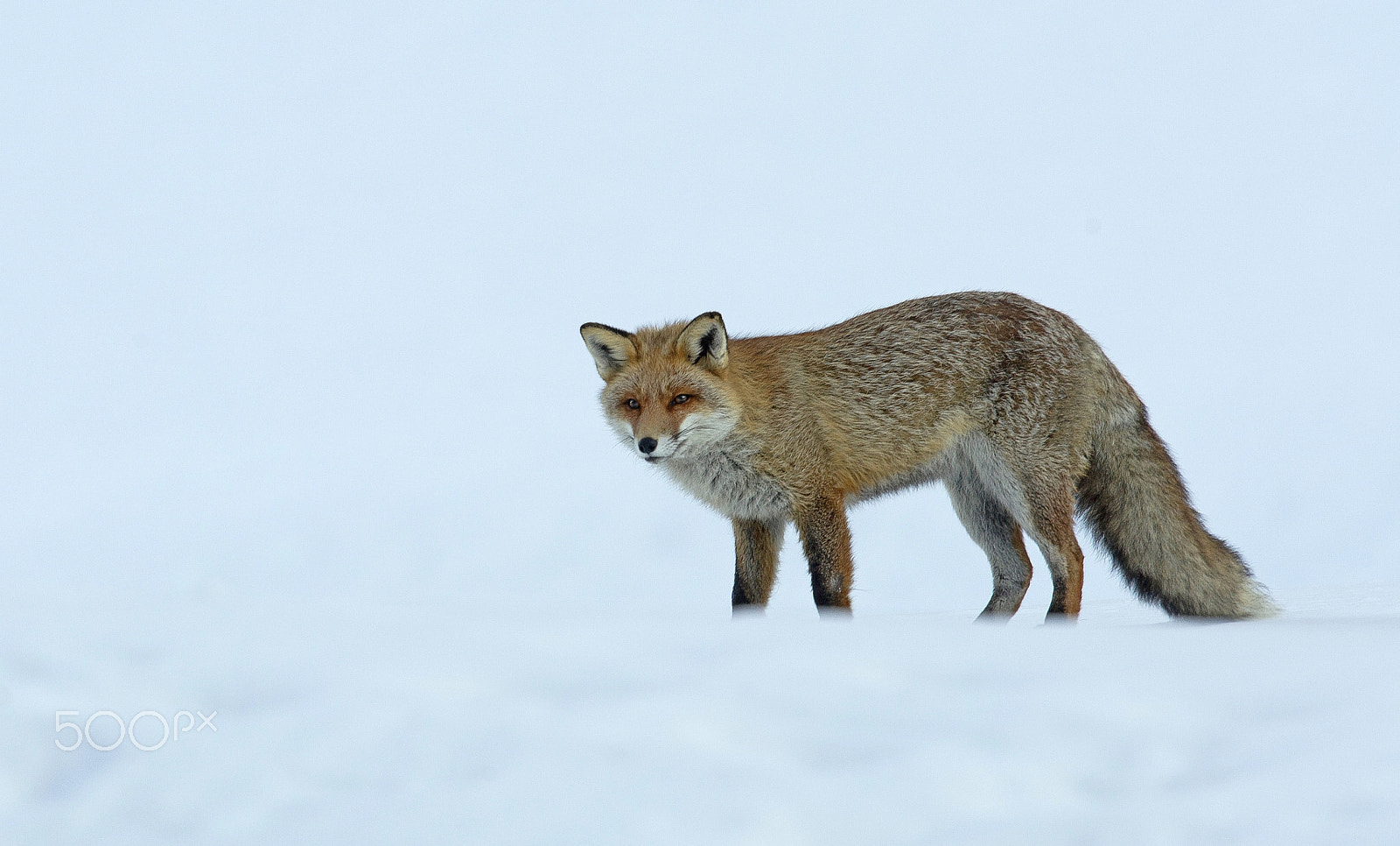 Nikon AF-S Nikkor 500mm F4G ED VR sample photo. Glance.. photography