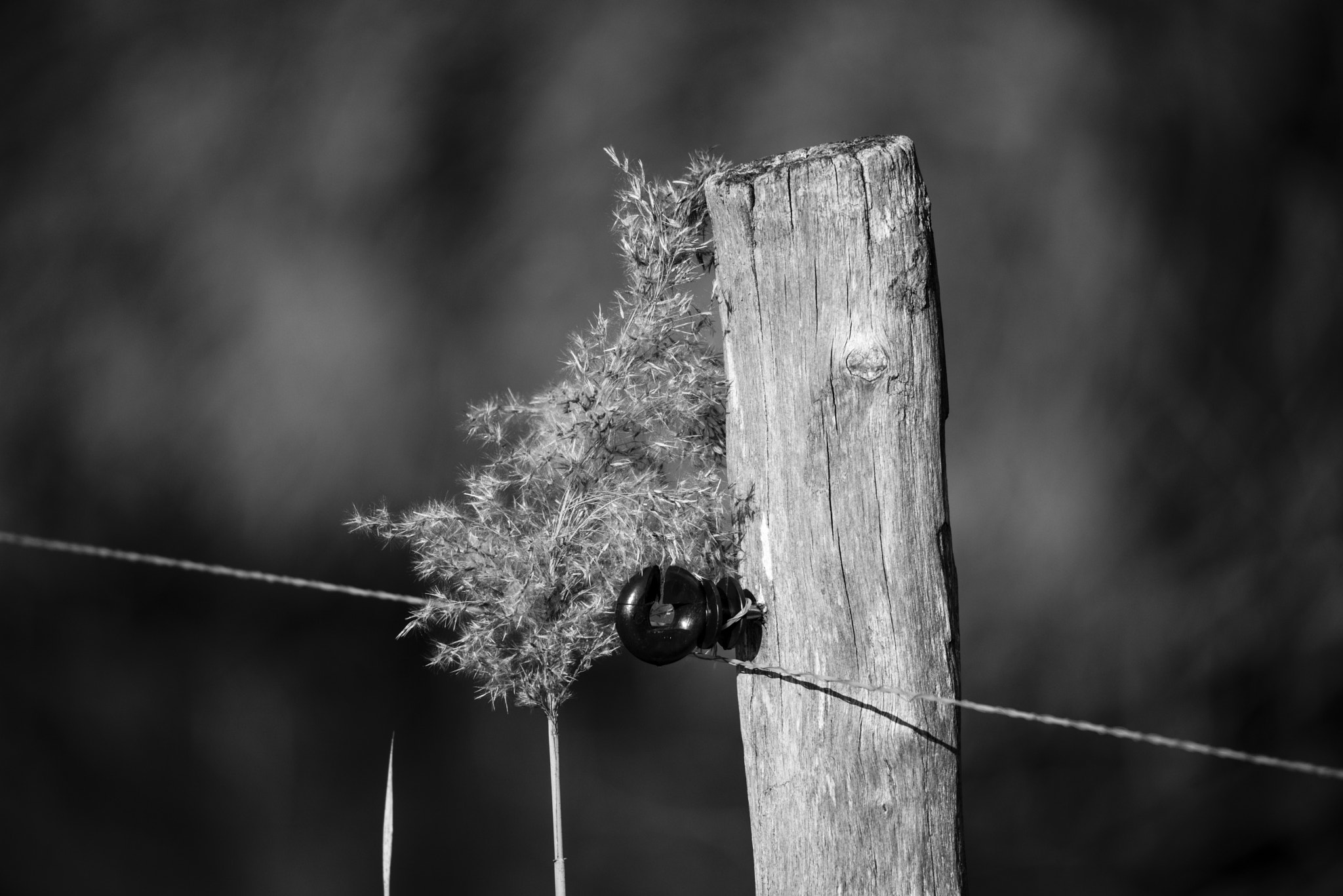 Sigma 150-500mm F5-6.3 DG OS HSM sample photo. Soft & hard photography