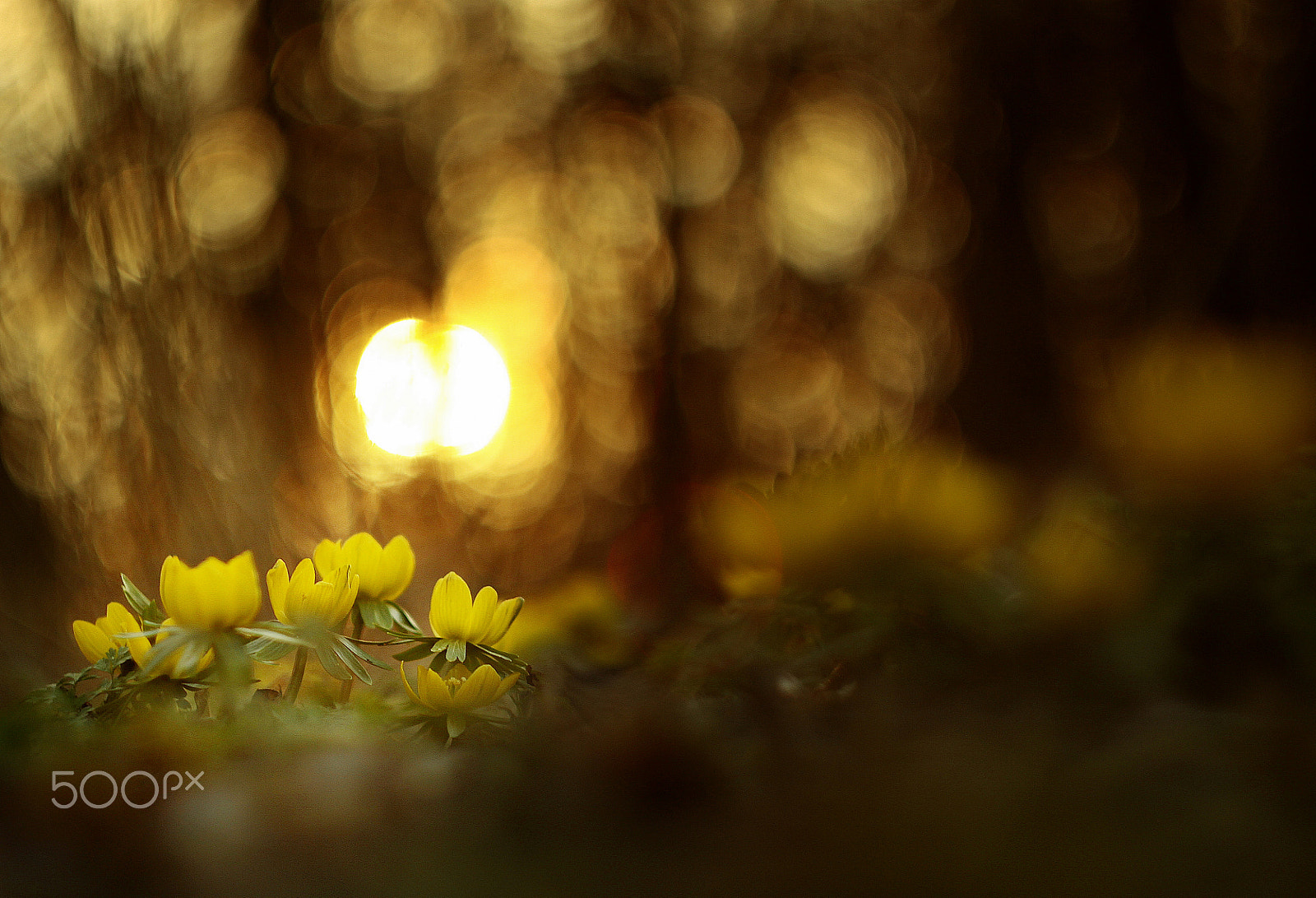 Canon EF 35-80mm f/4-5.6 sample photo. Flower photography