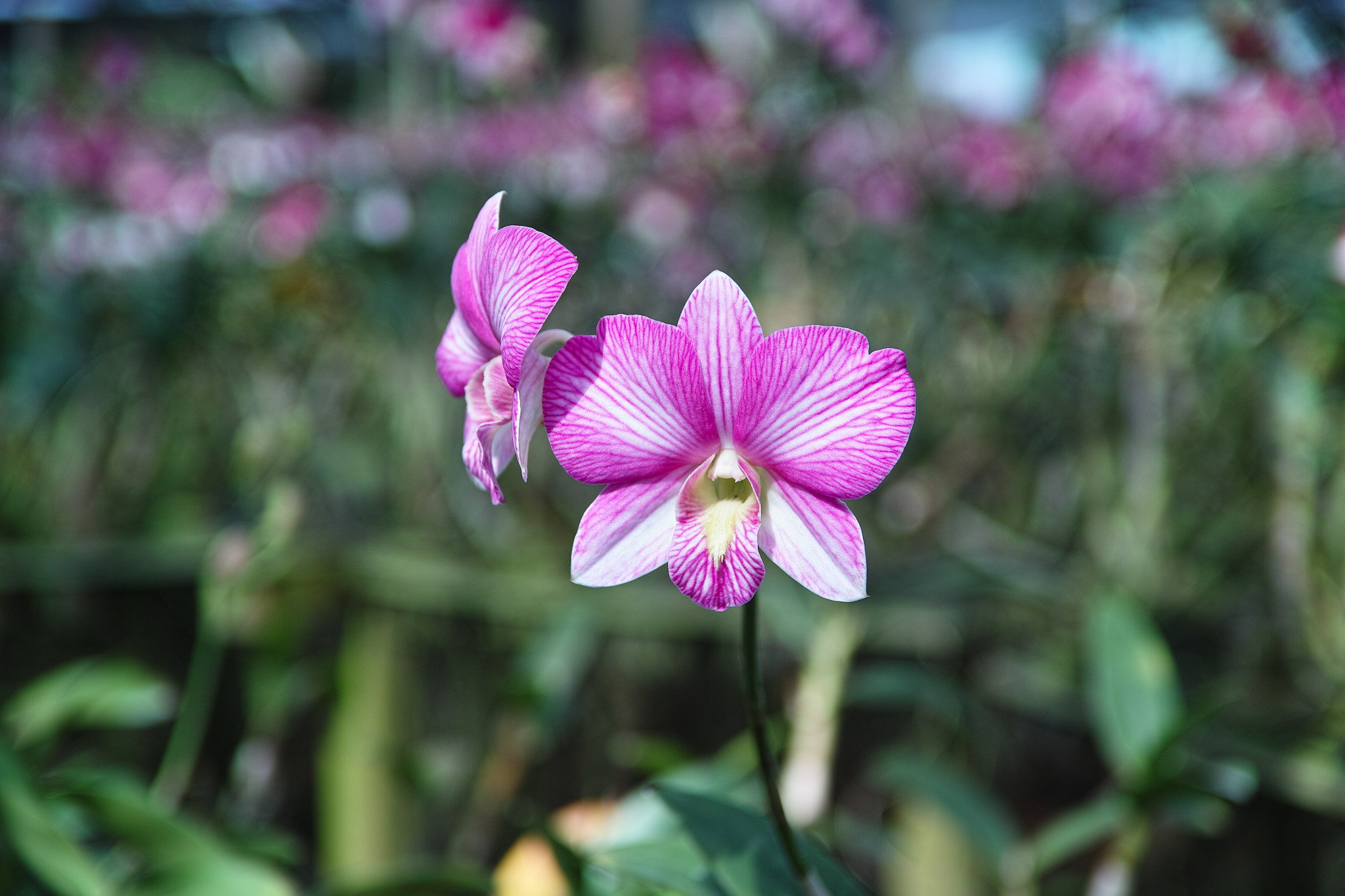 Sigma SD1 Merrill sample photo. Orchids photography