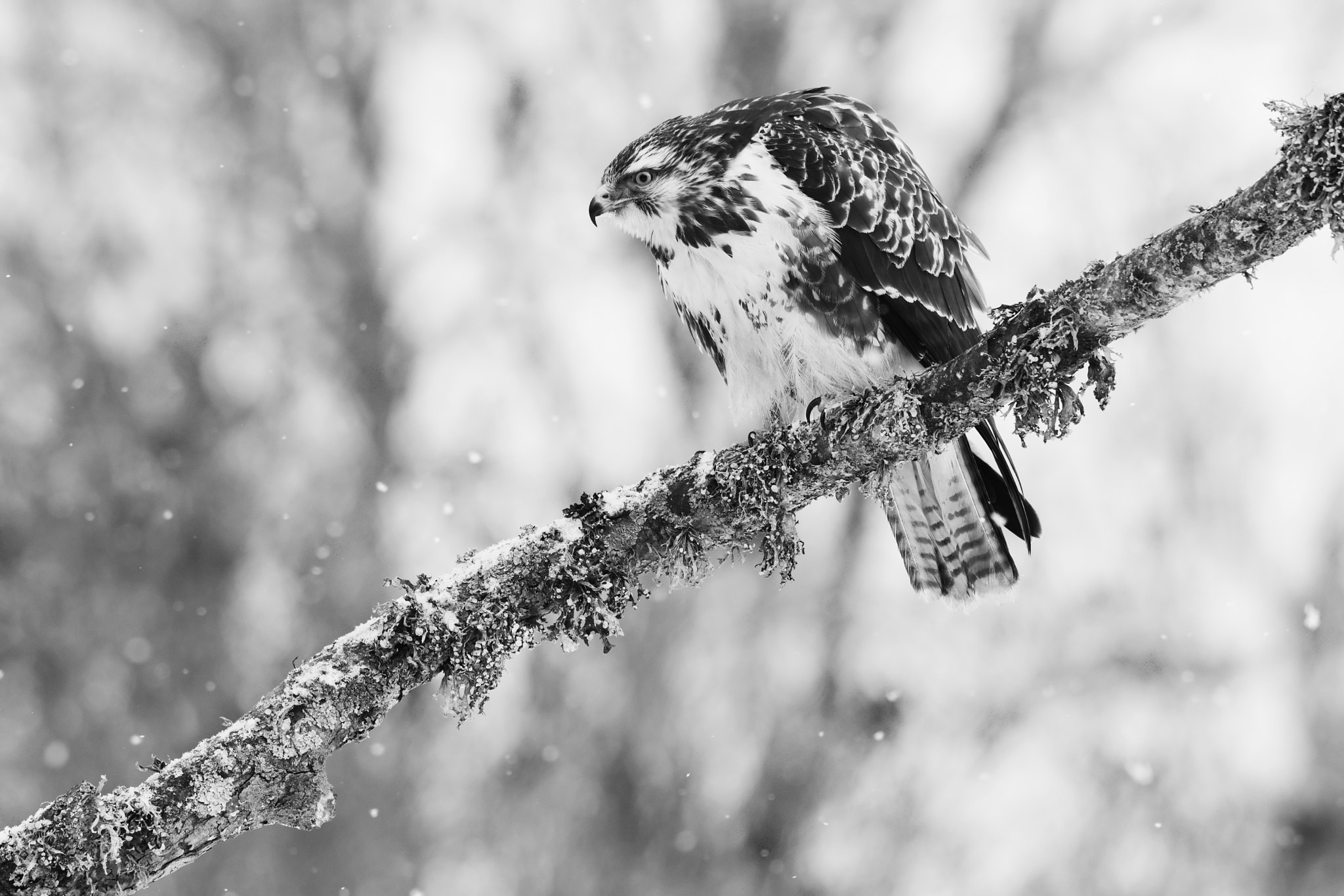 Nikon AF-S Nikkor 300mm F2.8G ED-IF VR sample photo. Birdie photography