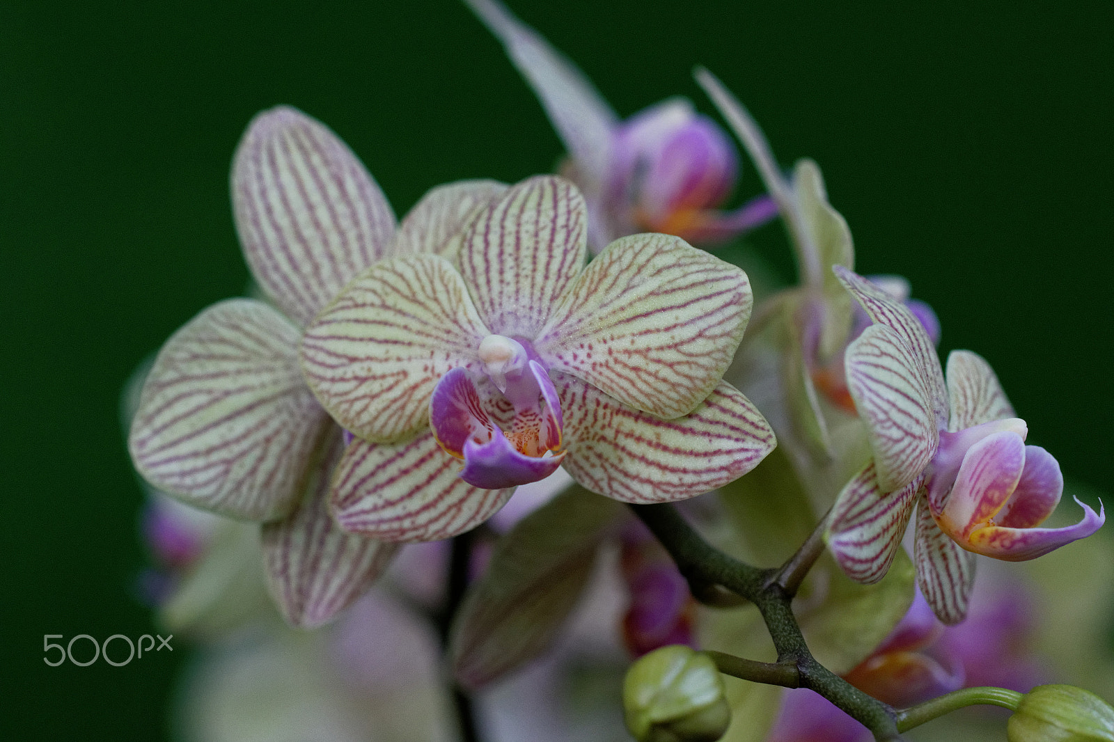 Canon EF 100mm F2.8 Macro USM sample photo. Orchidées photography