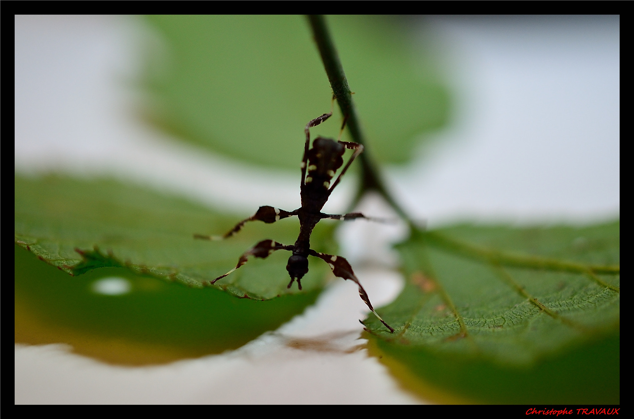 Nikon AF-S DX Micro Nikkor 40mm F2.8 sample photo. Gf photography