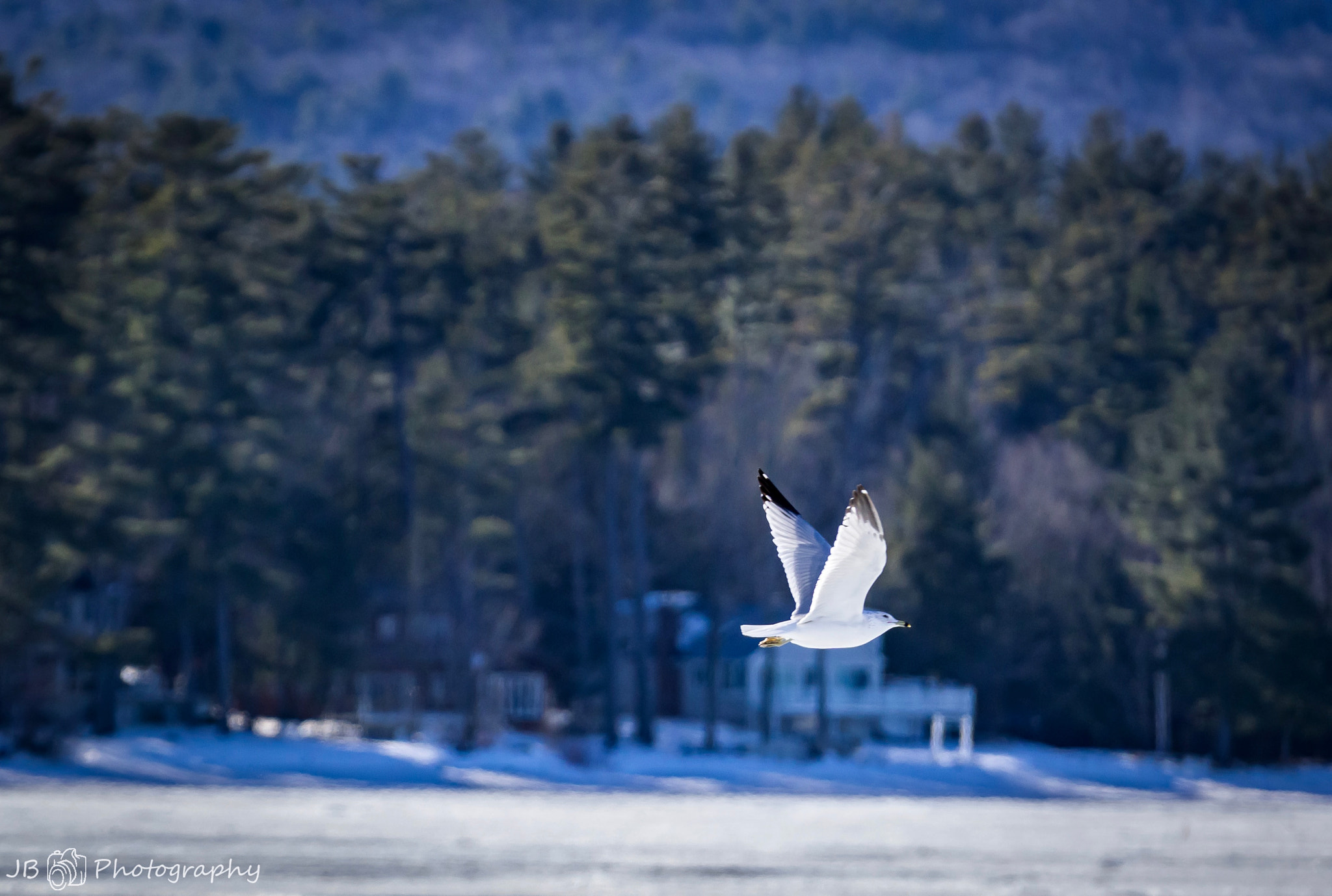 Sony a6000 + Sony FE 70-200mm F4 G OSS sample photo. First bif!  photography