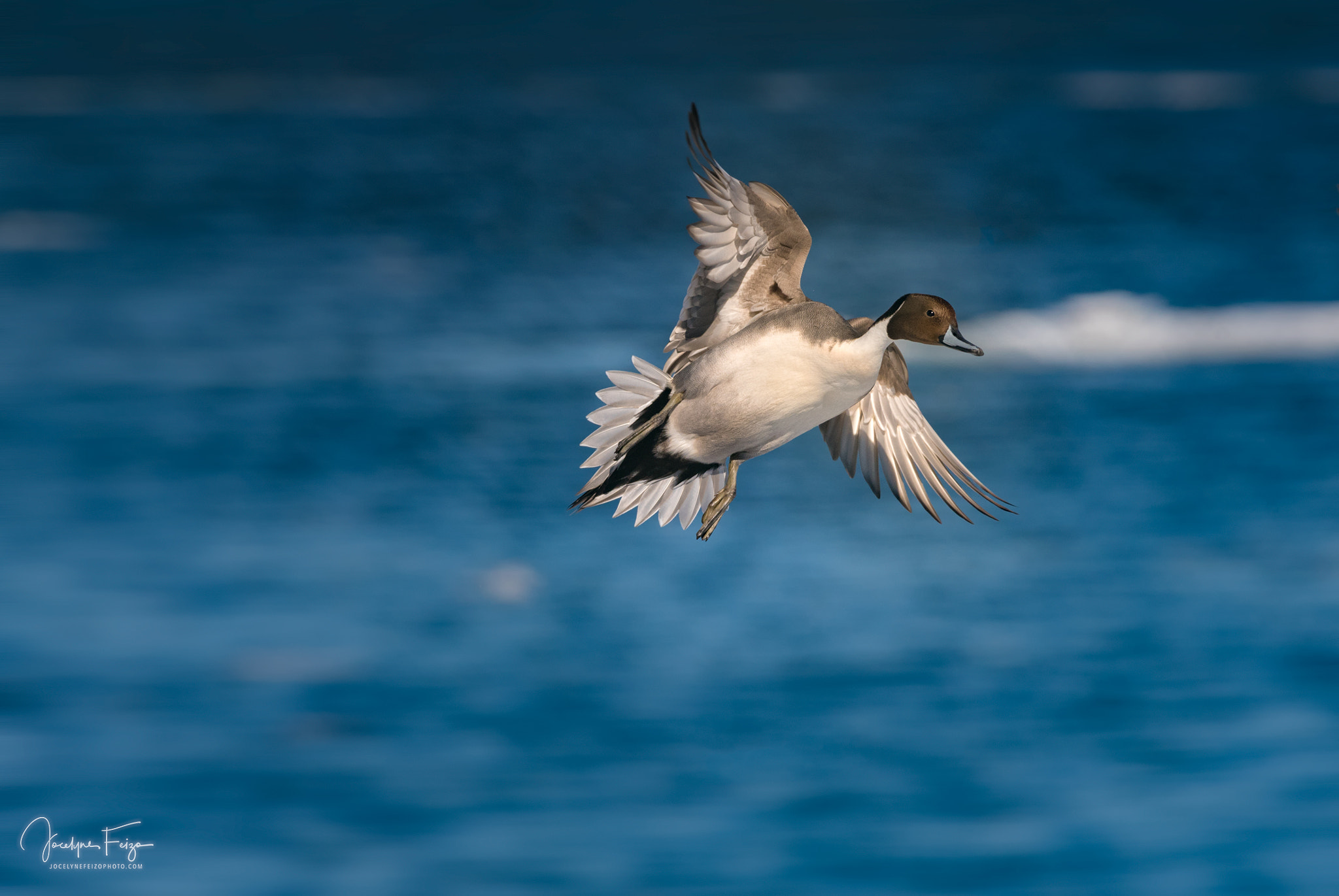 Nikon D750 + Nikon AF-S Nikkor 300mm F4D ED-IF sample photo. Northern pintail photography