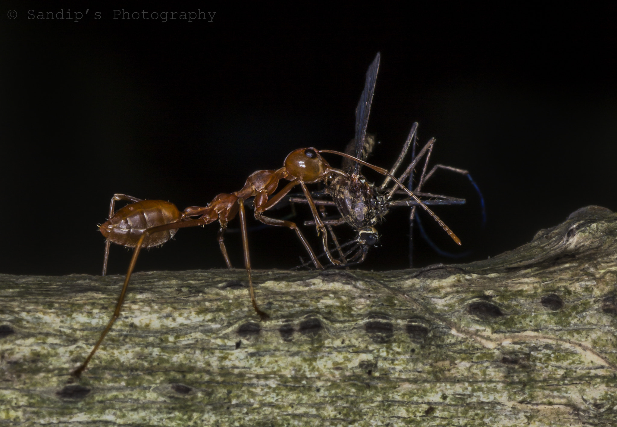 Canon EOS 600D (Rebel EOS T3i / EOS Kiss X5) + Tamron SP AF 90mm F2.8 Di Macro sample photo. Time to fetch the food...... photography