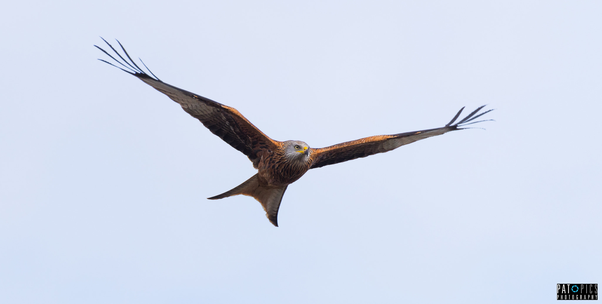 Sigma 150-600mm F5-6.3 DG OS HSM | S sample photo. Rotmilan photography