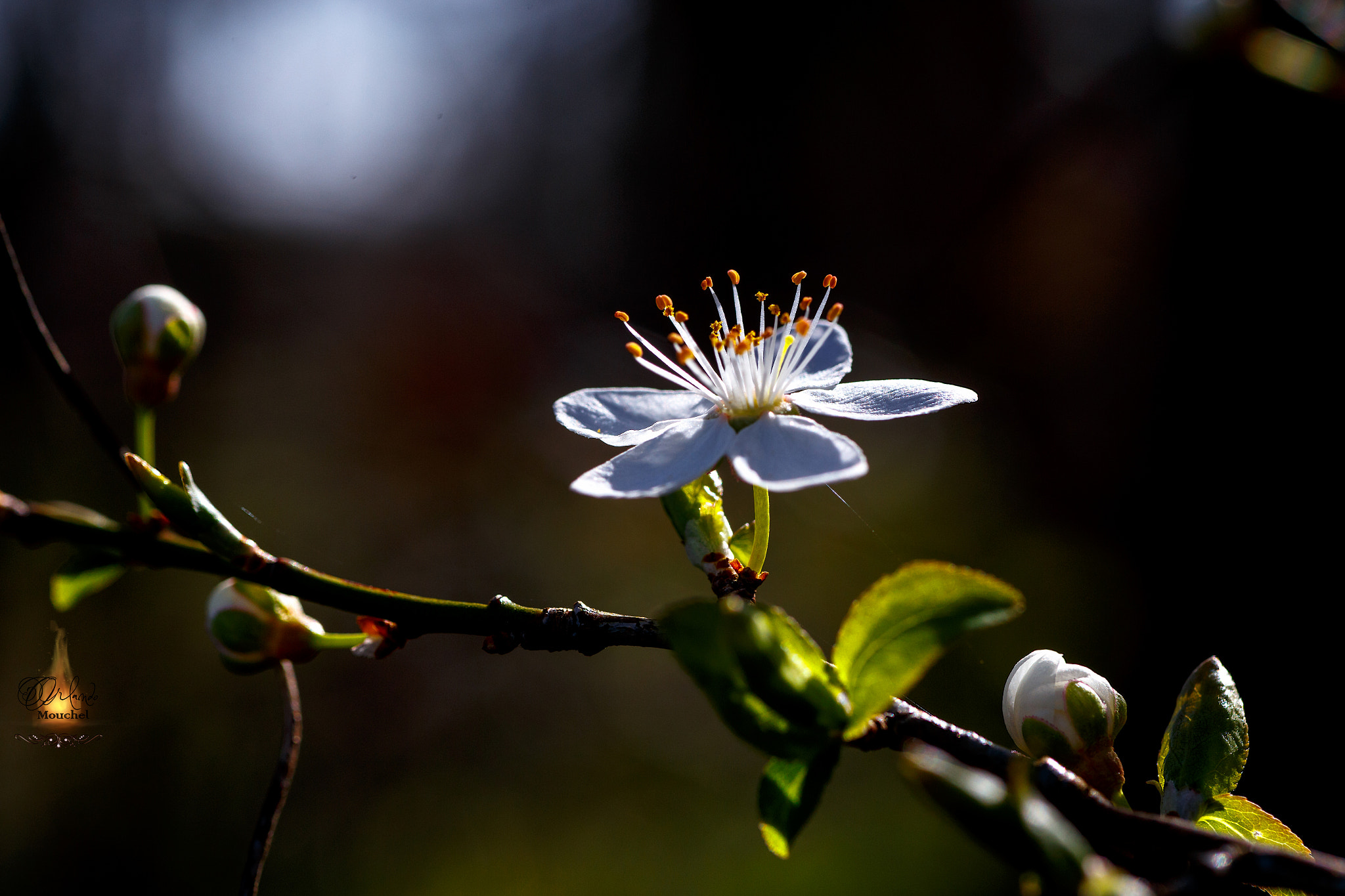 Canon EOS 6D + Tamron SP AF 90mm F2.8 Di Macro sample photo. Almond flower photography