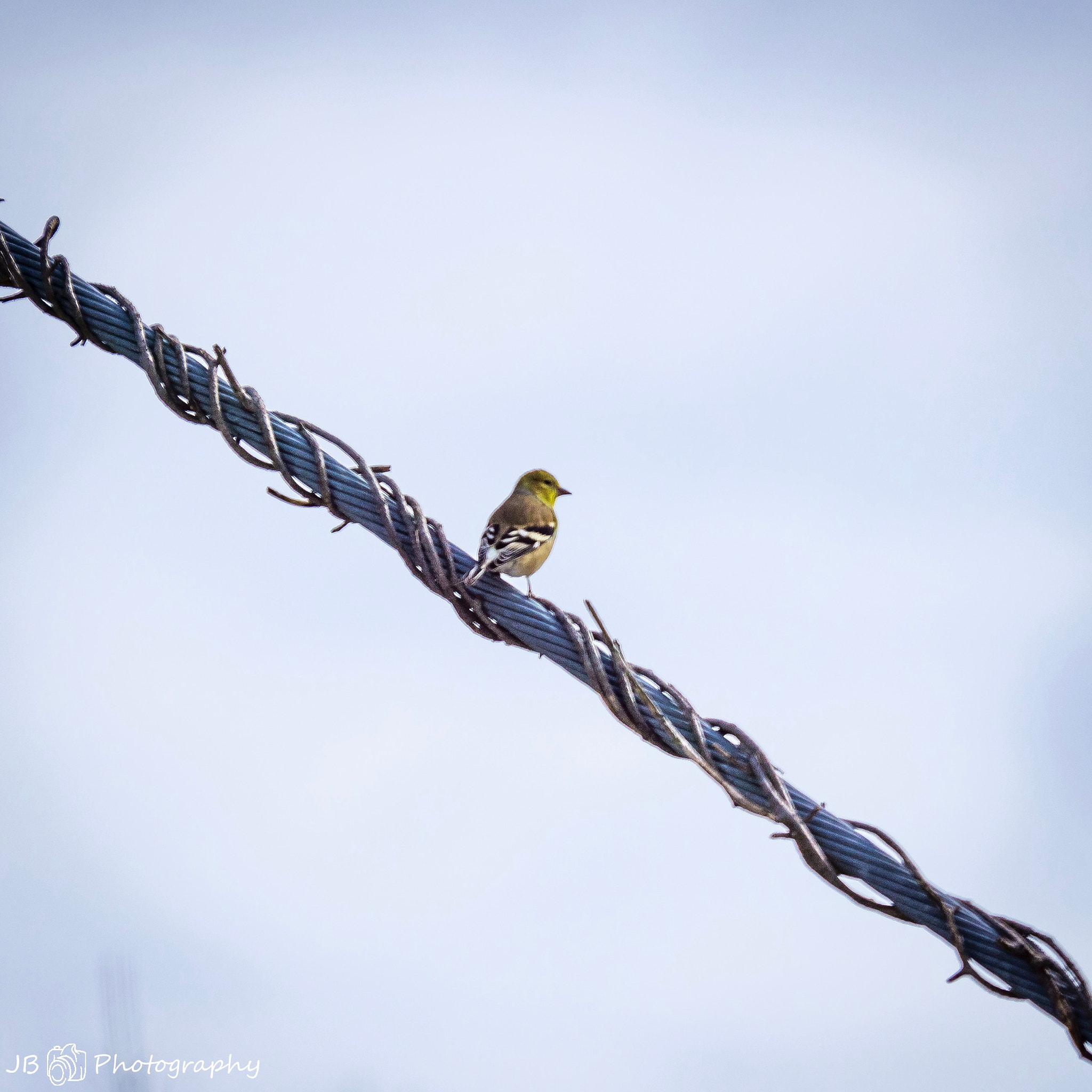 Sony a6000 sample photo. American goldfinch perched up photography