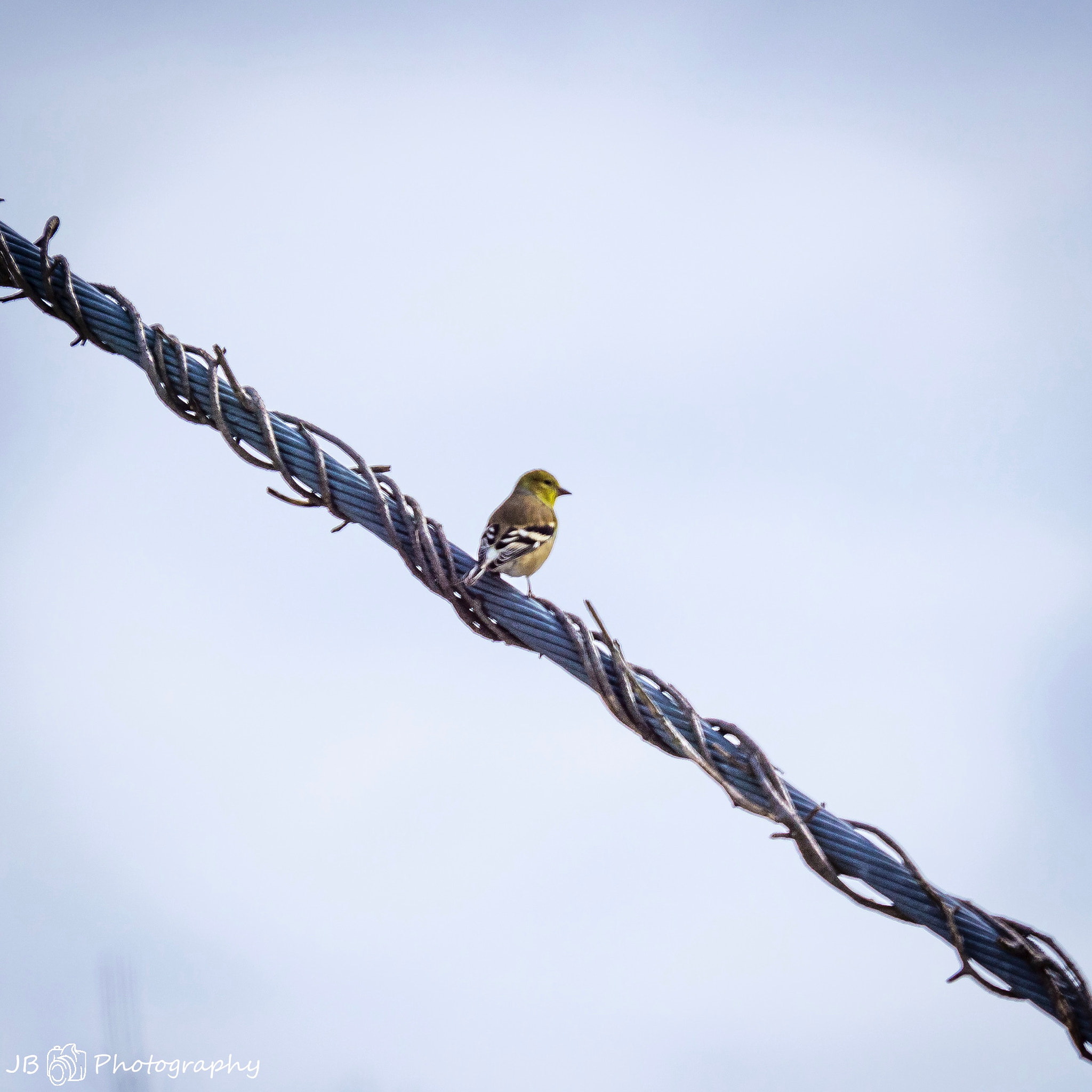 Sony a6000 + Sony FE 70-200mm F4 G OSS sample photo. American goldfinch perched up photography