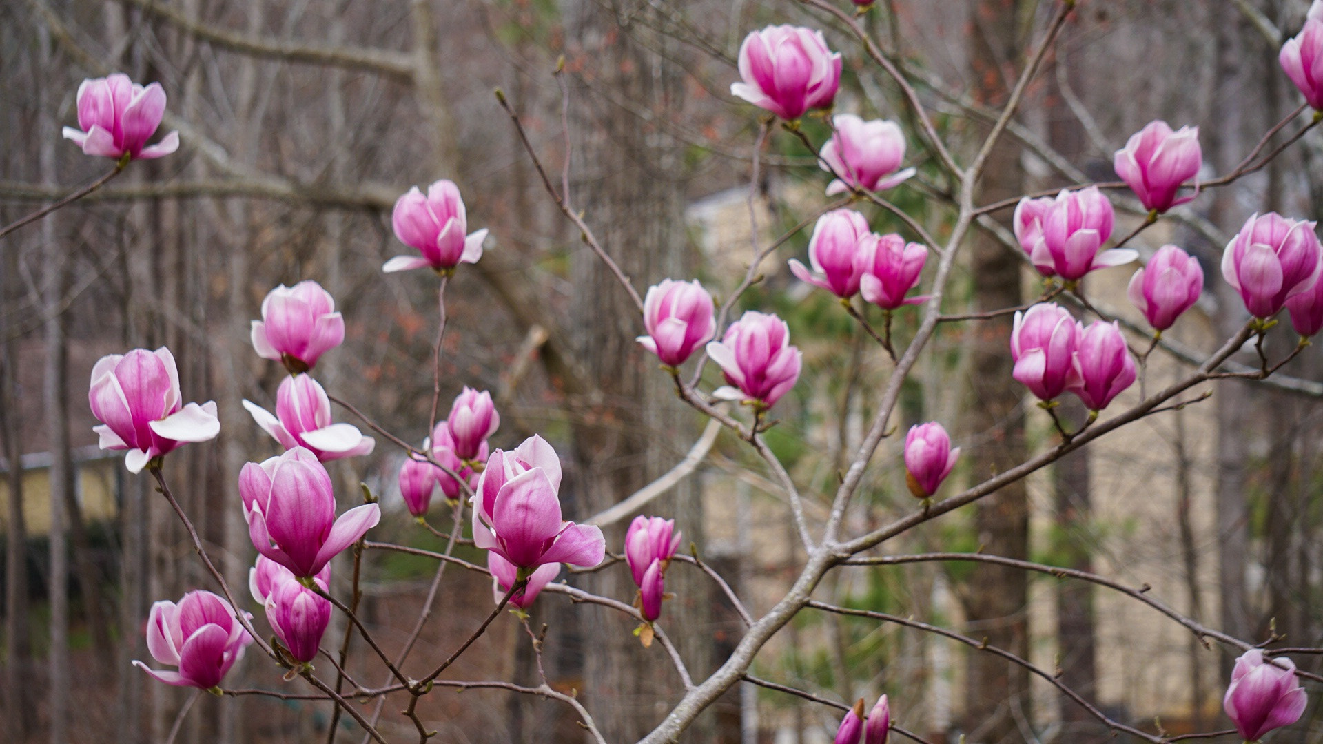 Sony a6300 + Sony E 55-210mm F4.5-6.3 OSS sample photo. Tulip tree photography