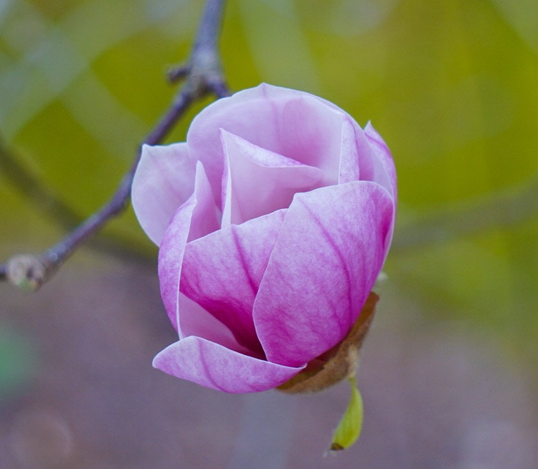 Sony a6300 + Sony E 55-210mm F4.5-6.3 OSS sample photo. Delicate photography
