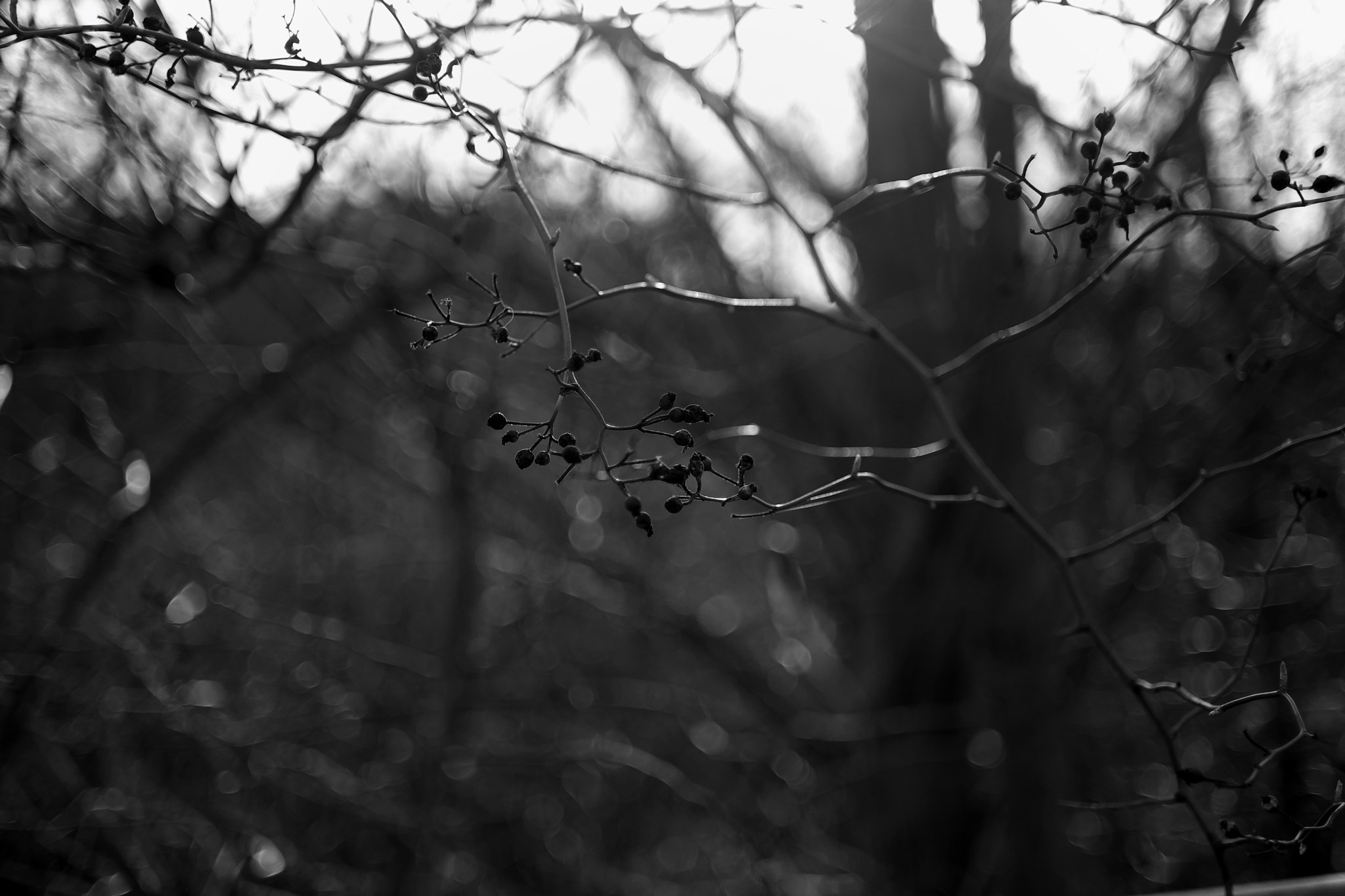 Fujifilm X-E1 + ZEISS Touit 32mm F1.8 sample photo. Early spring light 4 photography