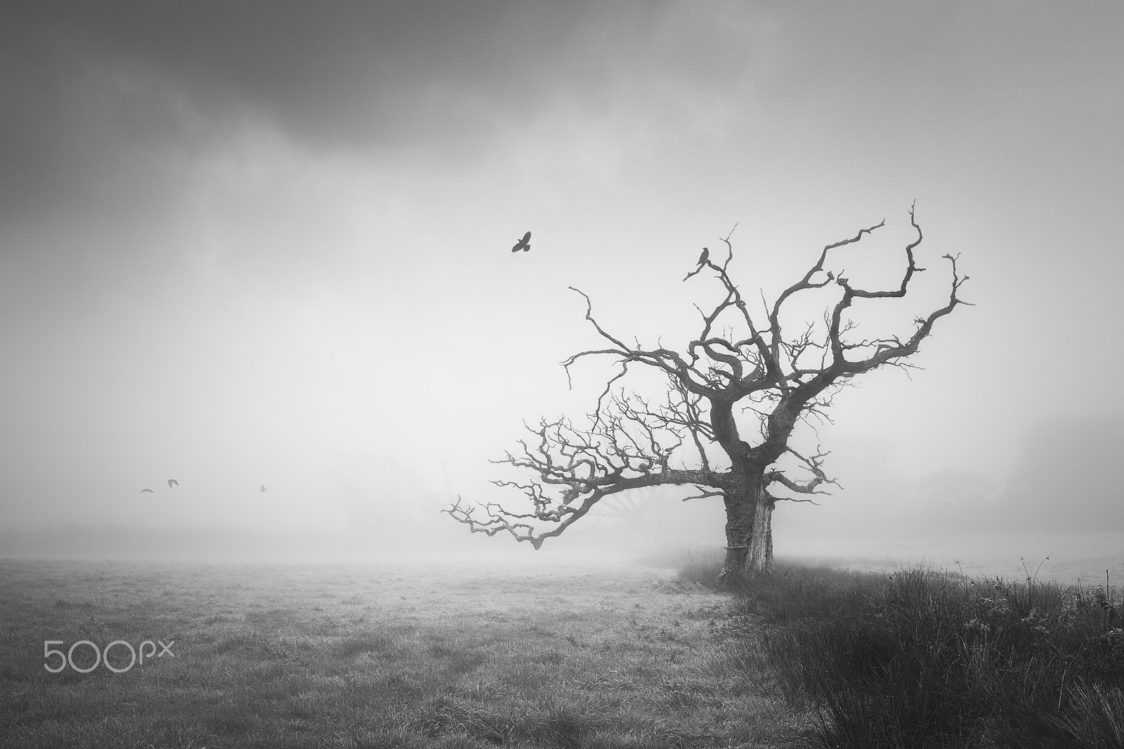 Nikon D810 sample photo. Sinister photography