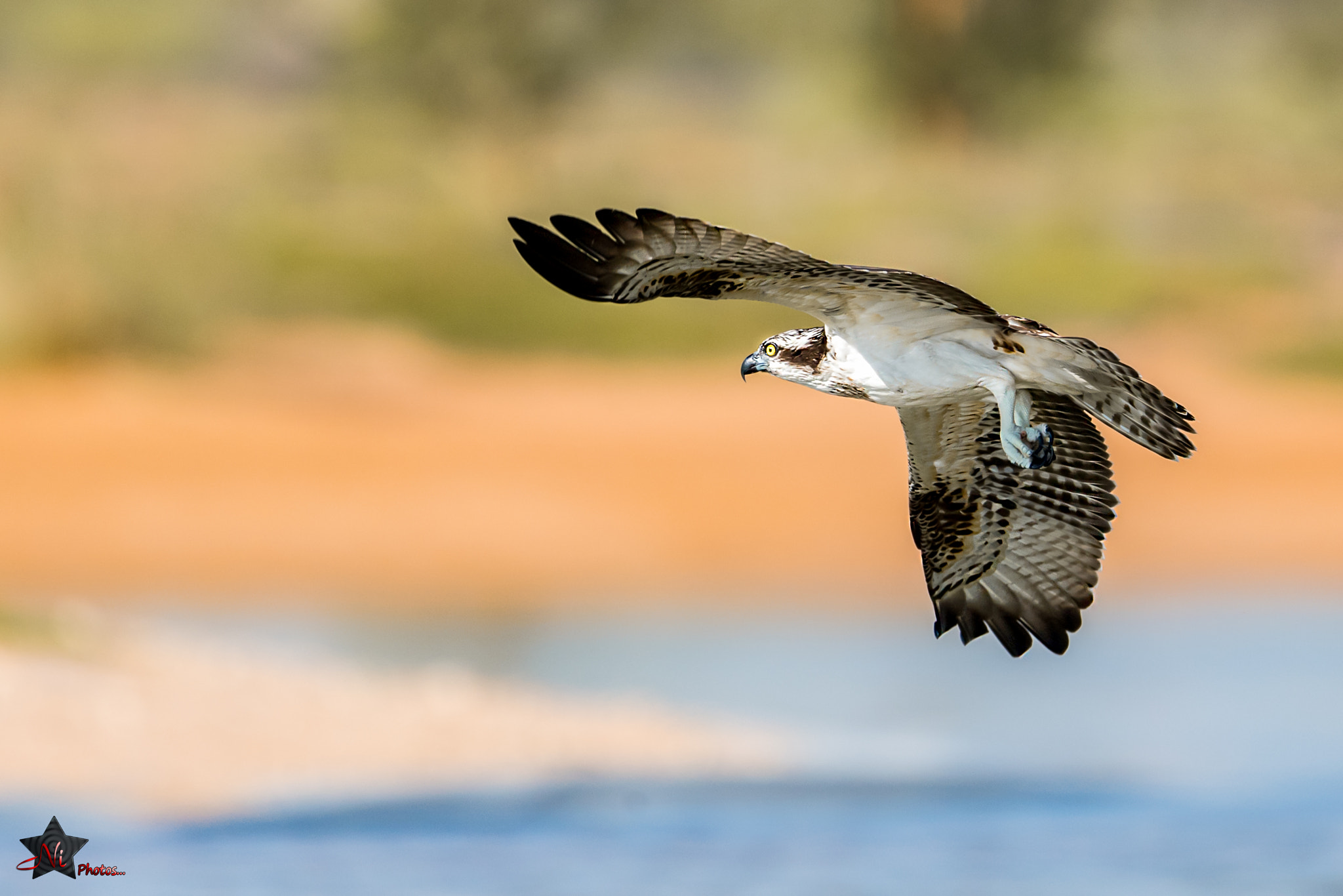 Nikon D5 sample photo. Osprey flight photography