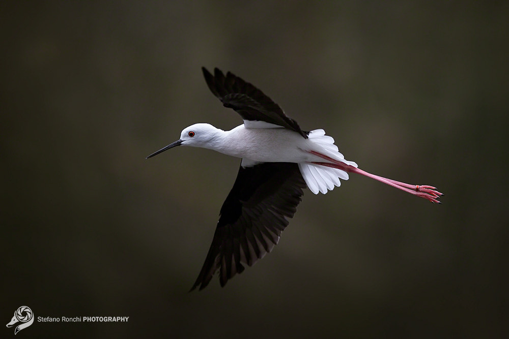 Canon EF 300mm F2.8L IS USM sample photo. Fly photography