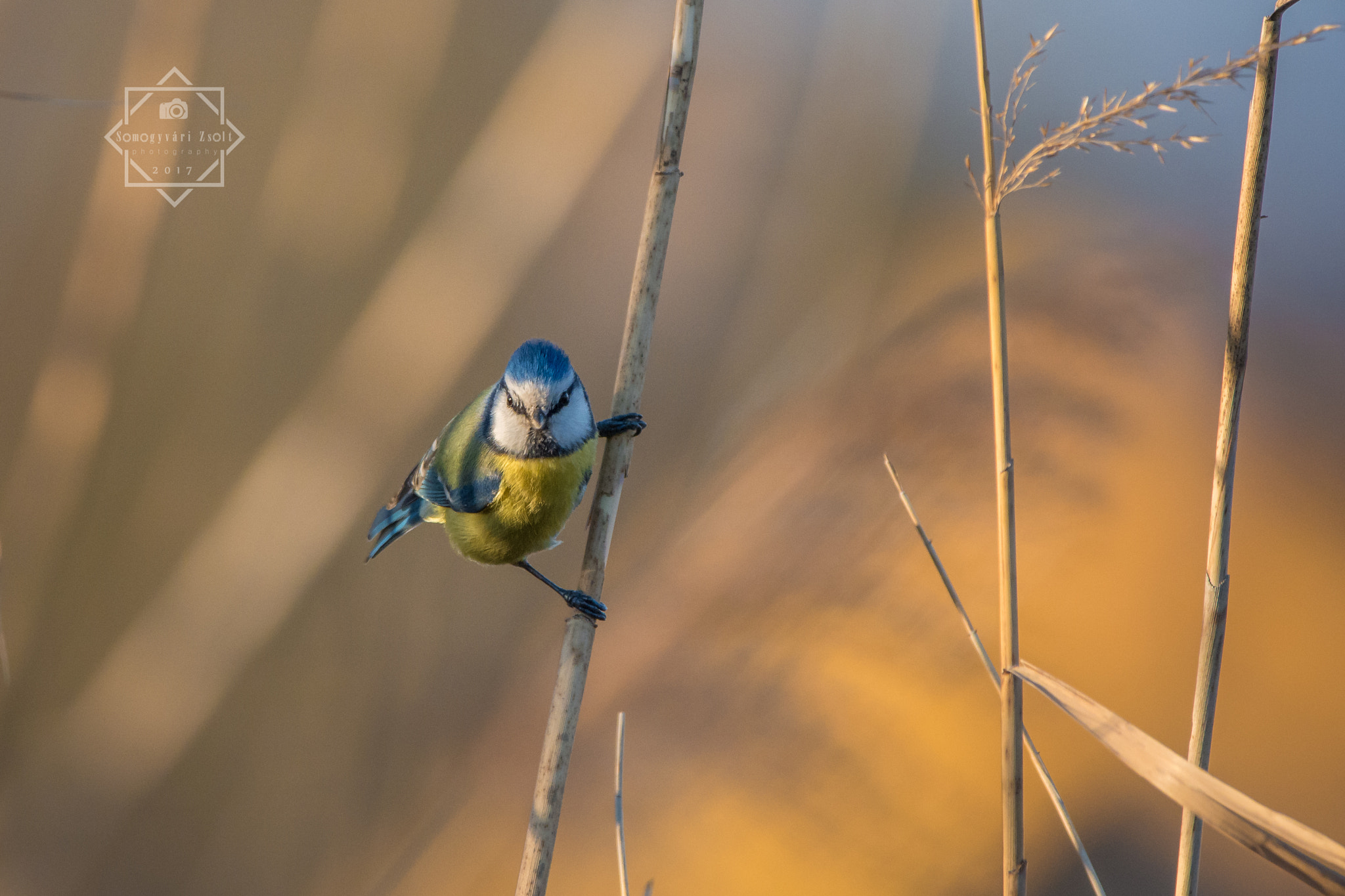 Nikon D7100 + Sigma 150-600mm F5-6.3 DG OS HSM | C sample photo. "is anyone there?" | blue tit. photography