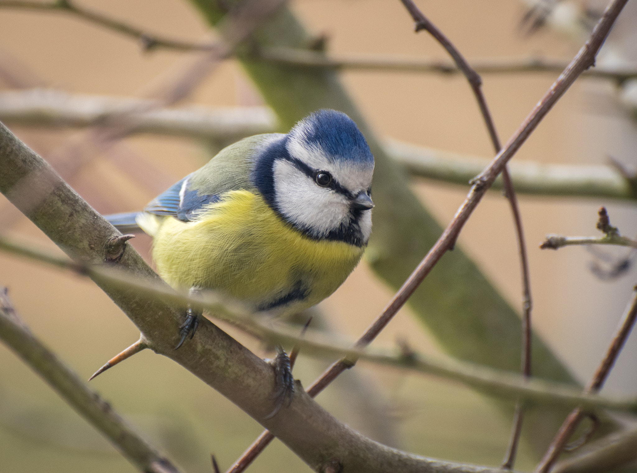 Nikon D5500 sample photo. Little bluetit photography