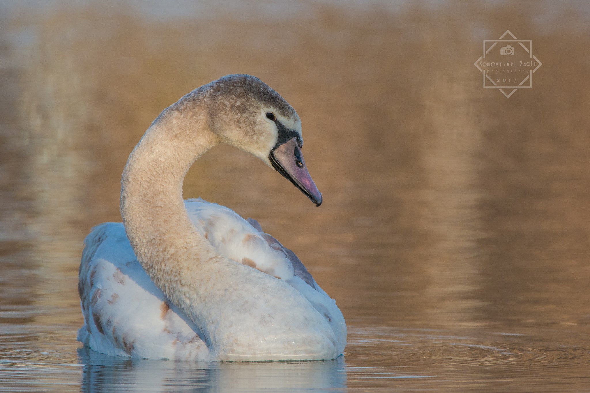 Sigma 150-600mm F5-6.3 DG OS HSM | C sample photo. Teen beauty. | mute swan. photography
