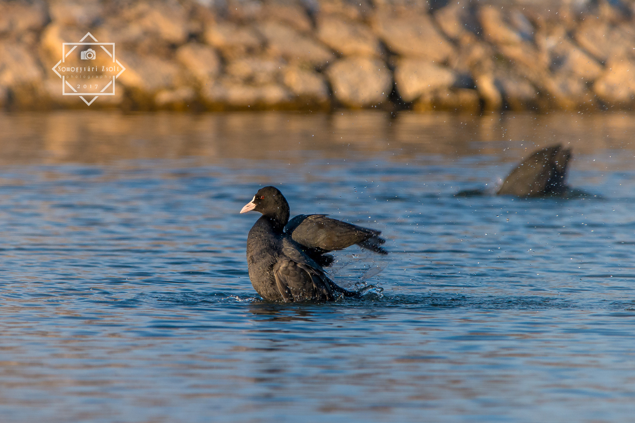 Sigma 150-600mm F5-6.3 DG OS HSM | C sample photo. Soo cold. | coot. photography