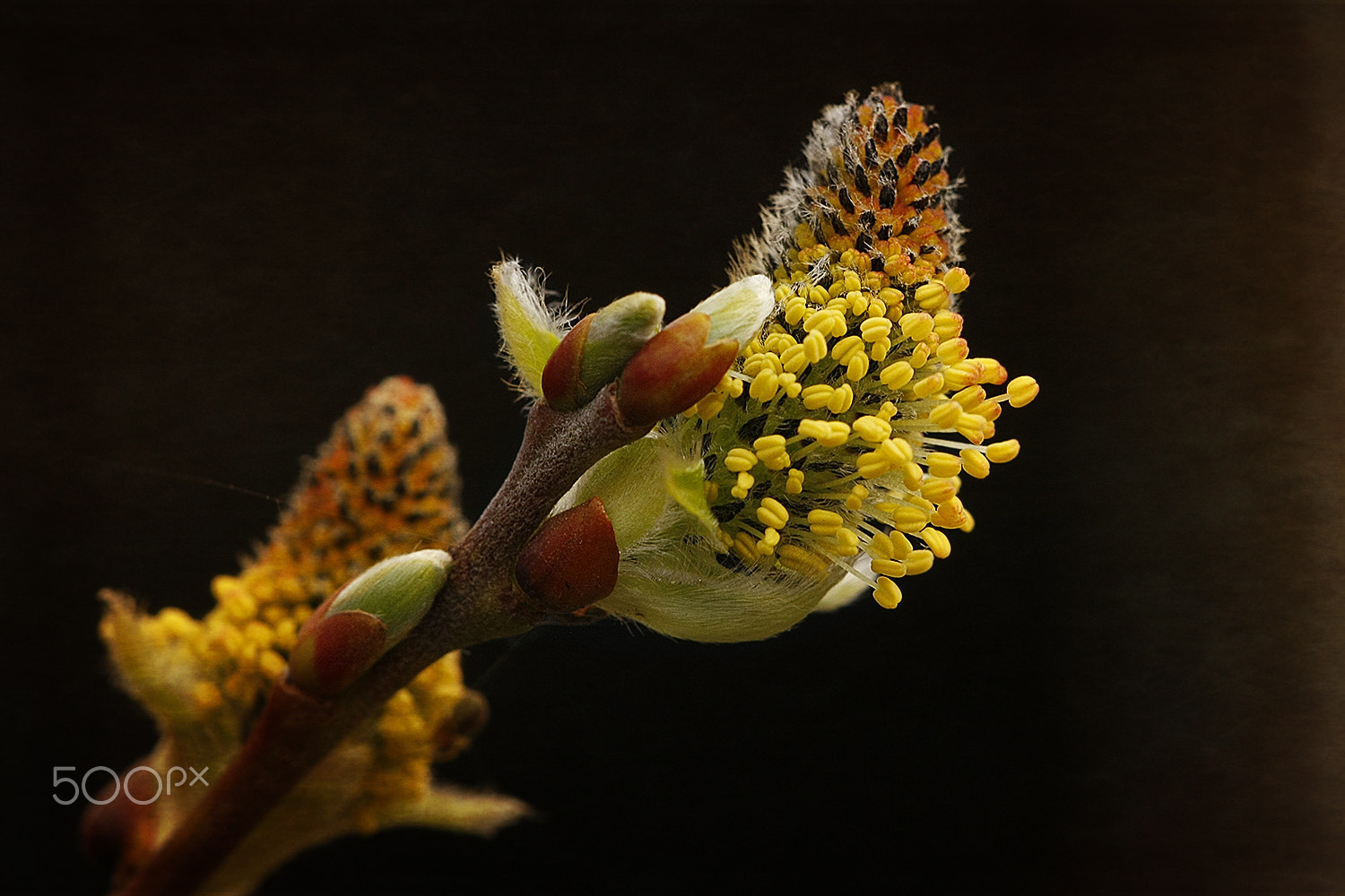 Sigma APO Macro 150mm f/2.8 EX DG HSM sample photo. Wish you were here photography