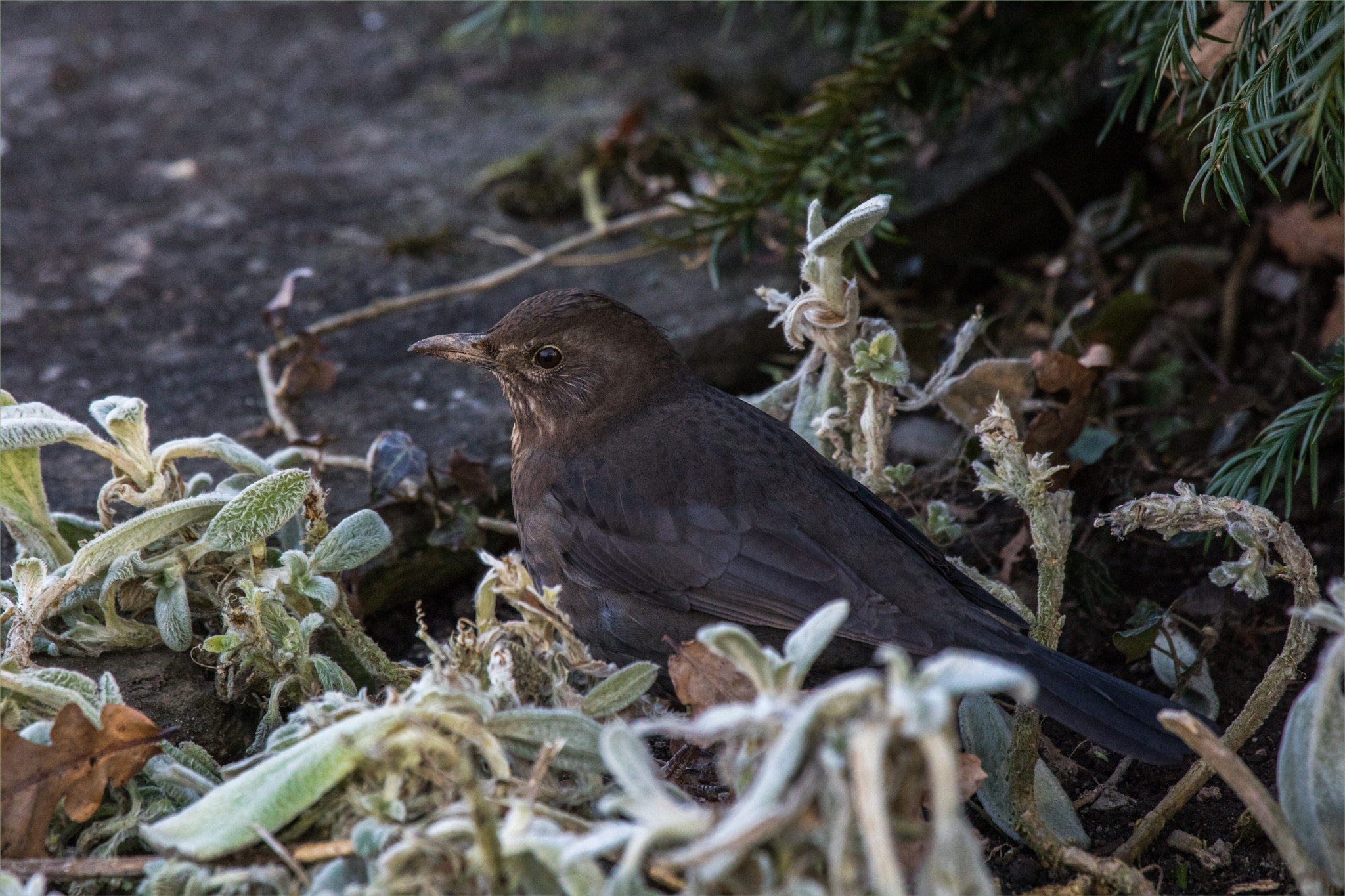 Canon EF 100-400mm F4.5-5.6L IS USM sample photo. Amsel photography