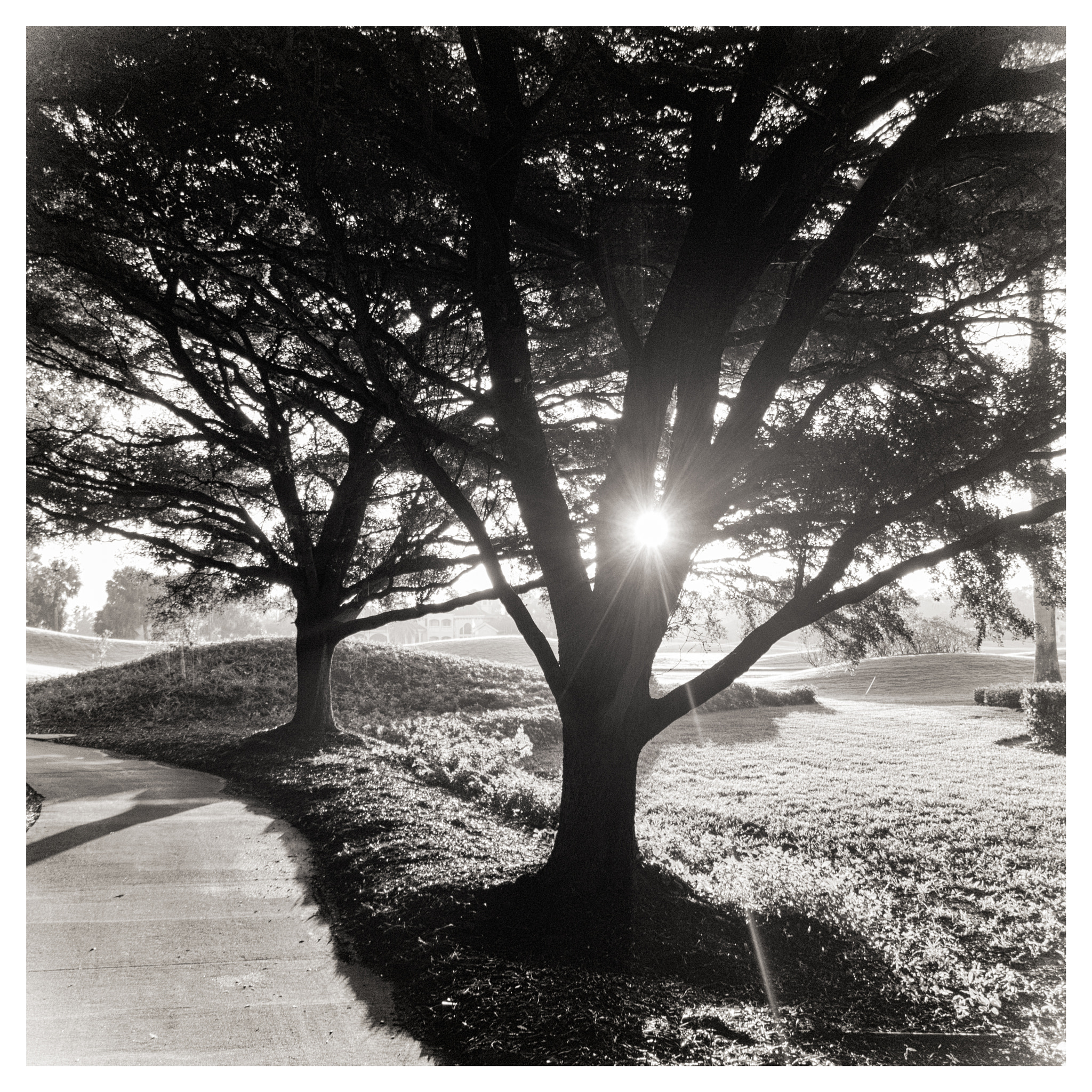 Nikon 1 V3 sample photo. Comingthrough photography